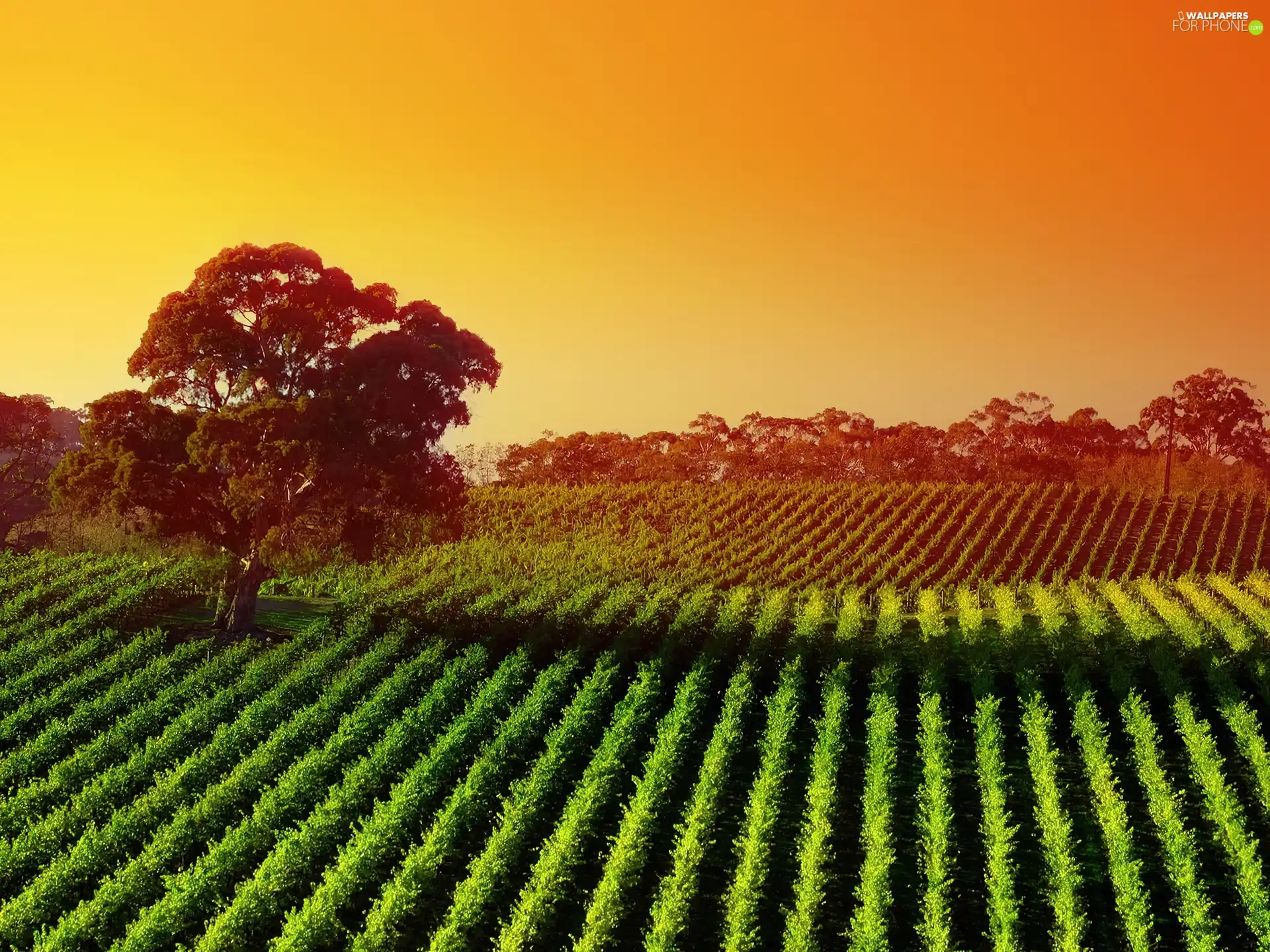 Field, trees, green ones