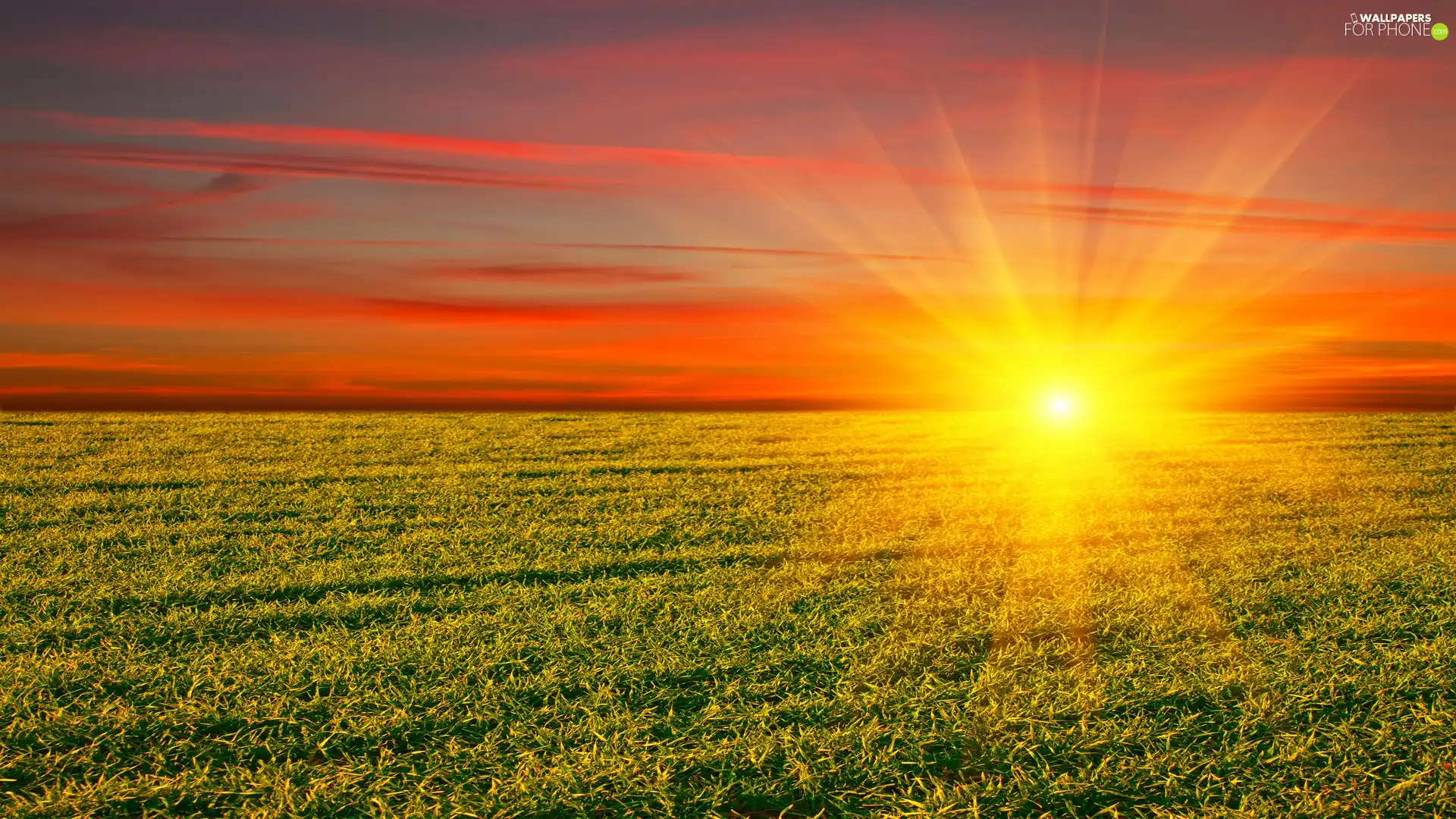 green ones, Field, sun, rays, west