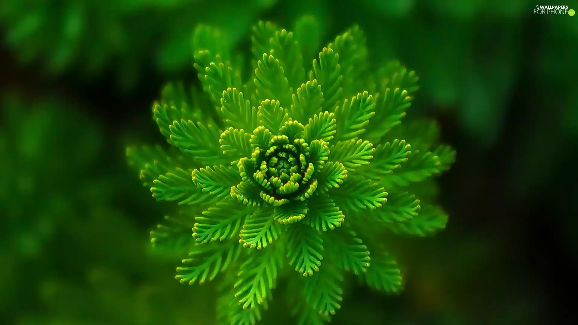 Green Flower