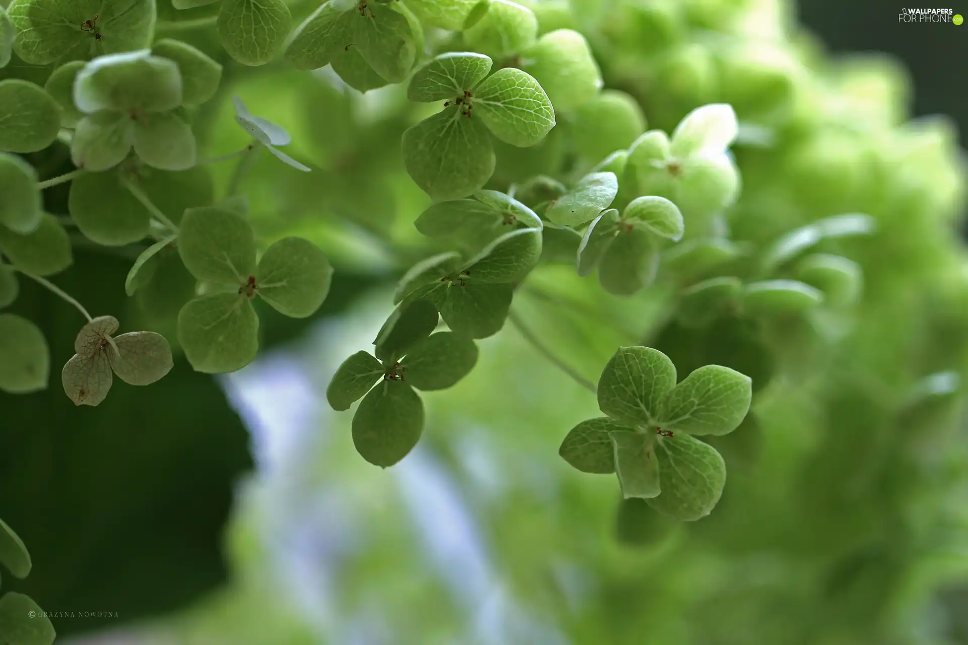 green ones, Flowers