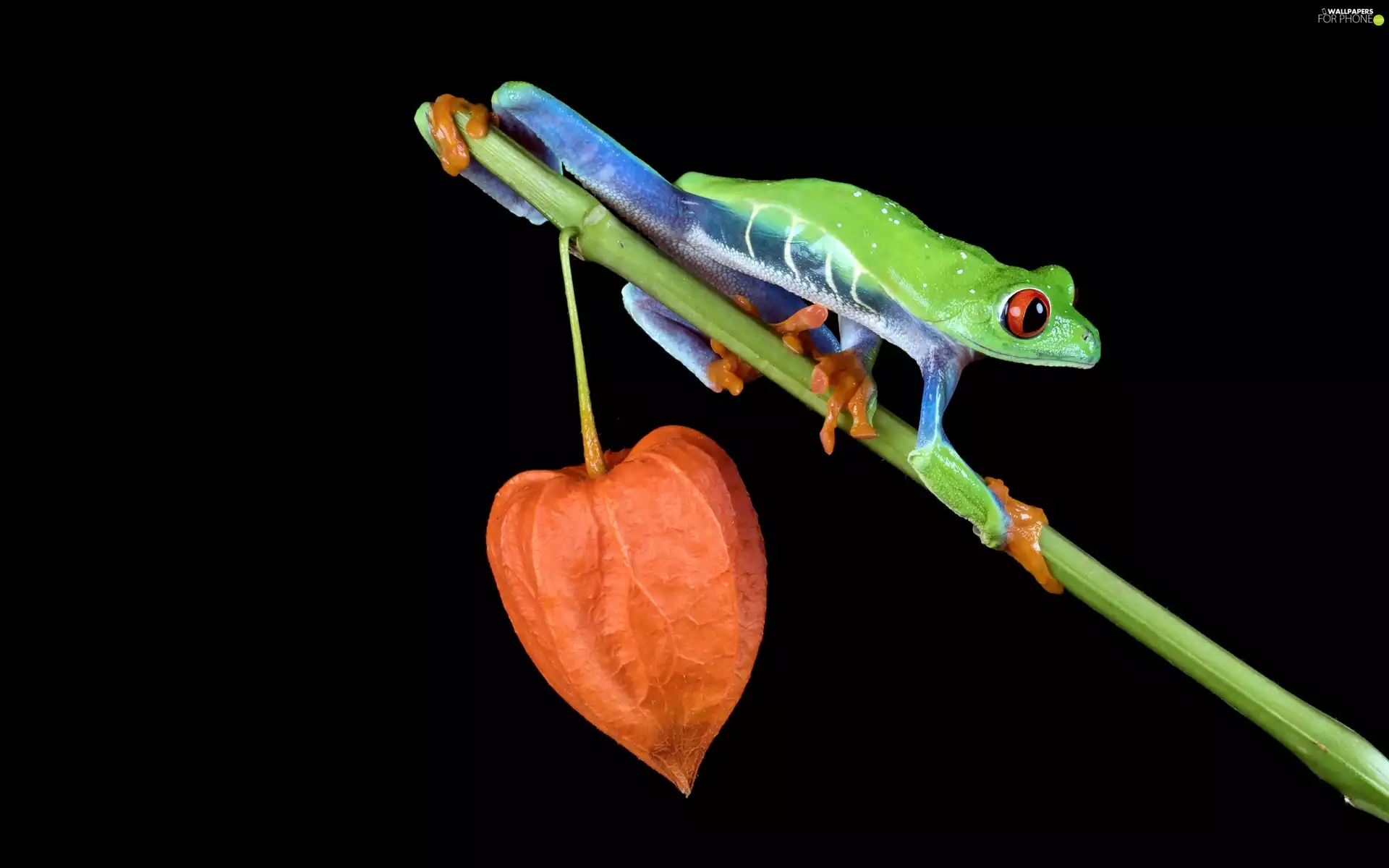 physalis, branch, frog, Red eyed tree frog, Green