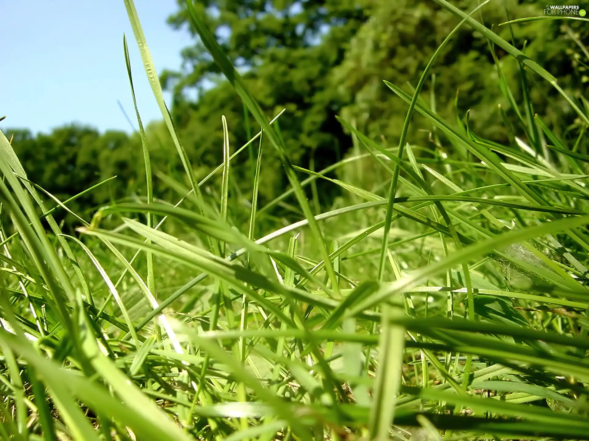 green ones, grass