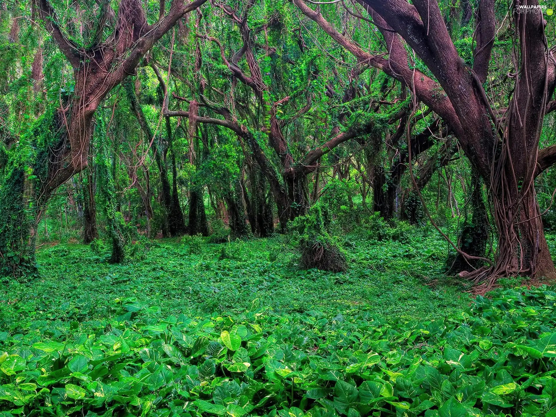 viewes, forest, green, ivies, Plants, trees