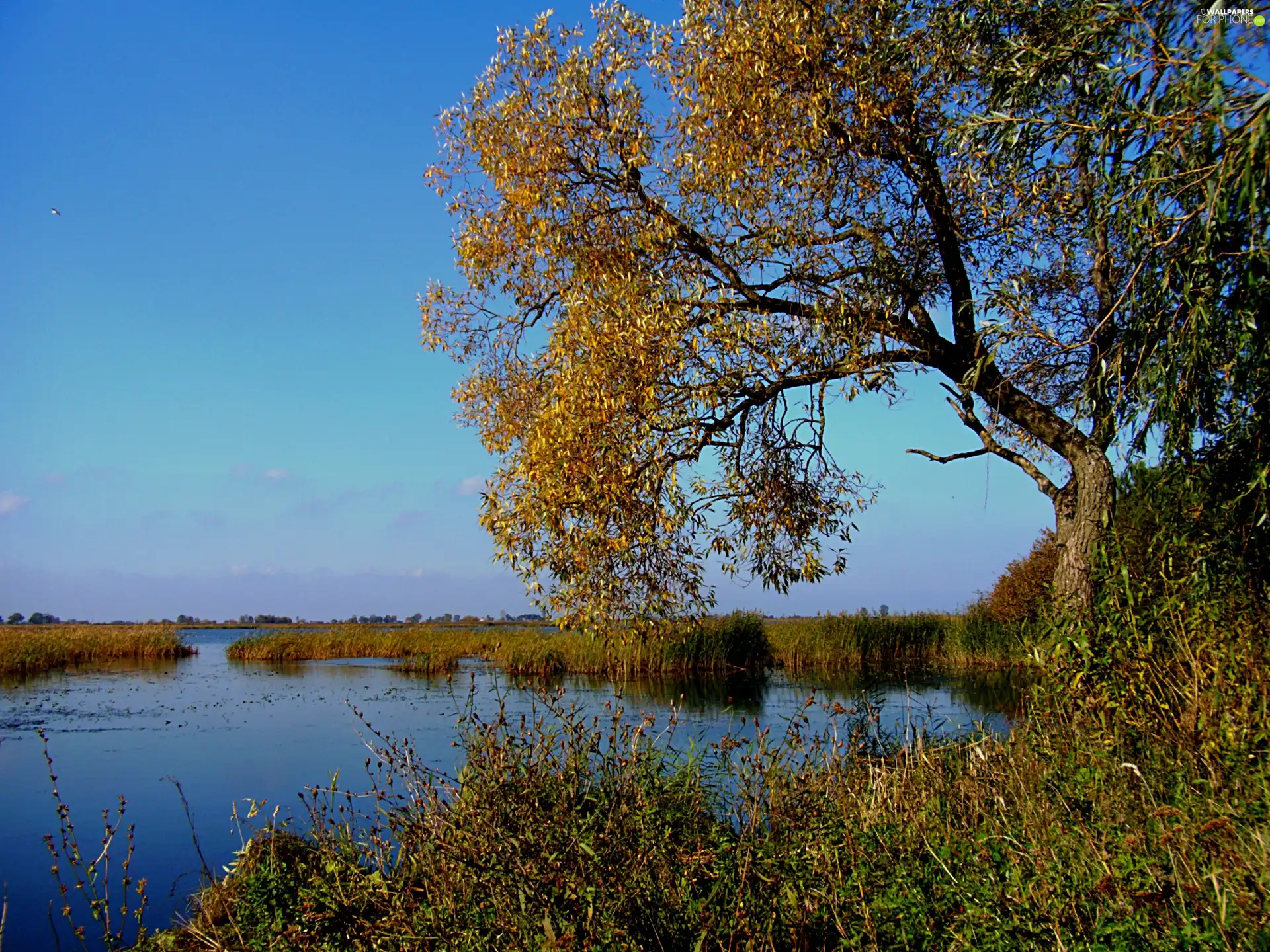 lake, green