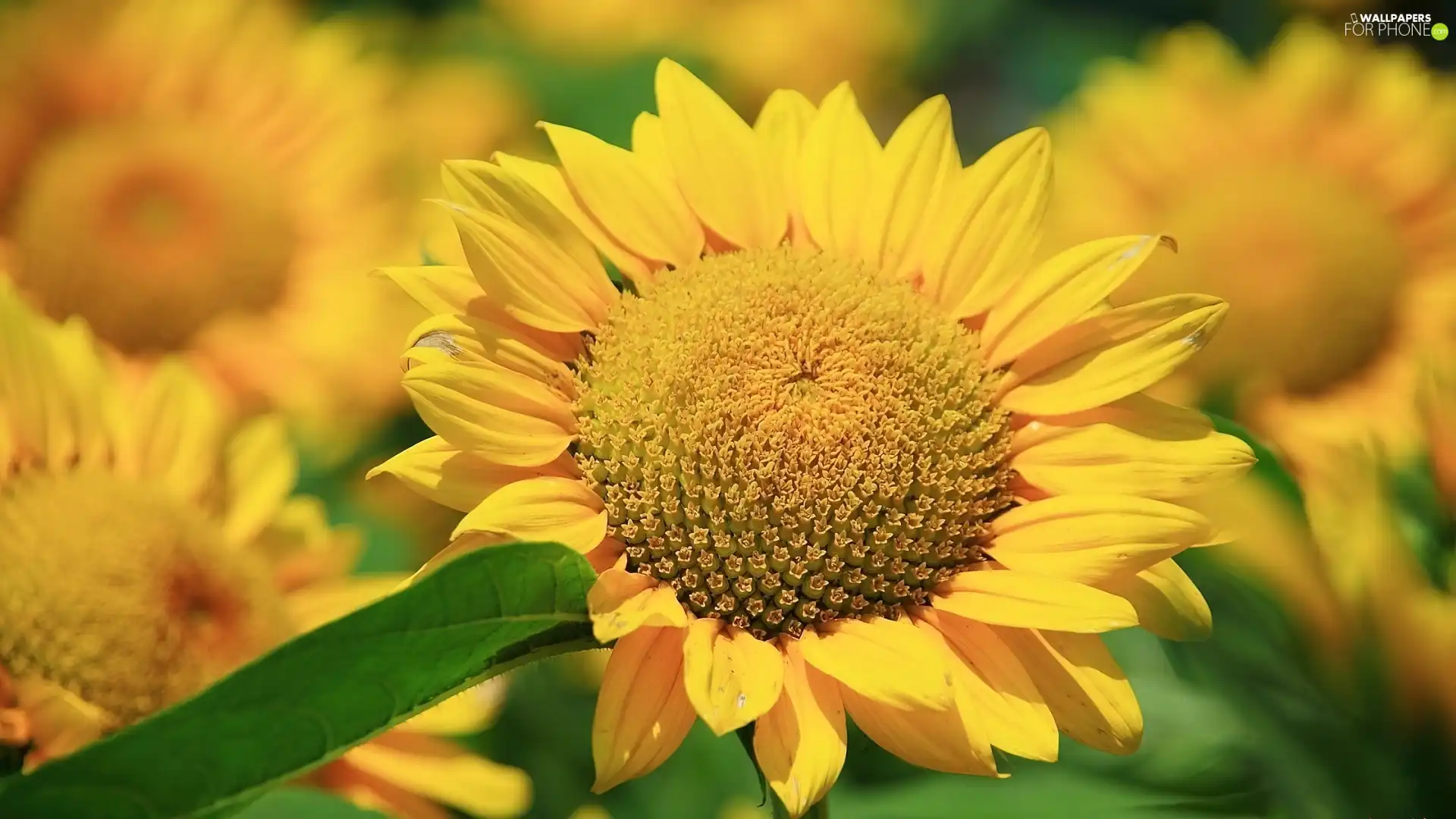 Green, leaf, Yellow, flakes, Nice sunflowers