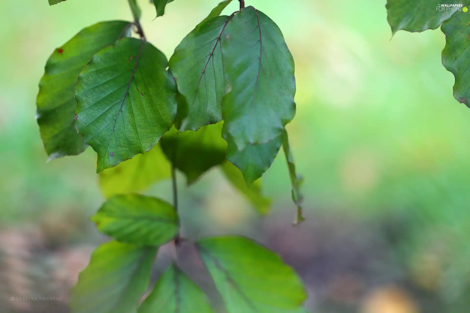 green ones, Leaf