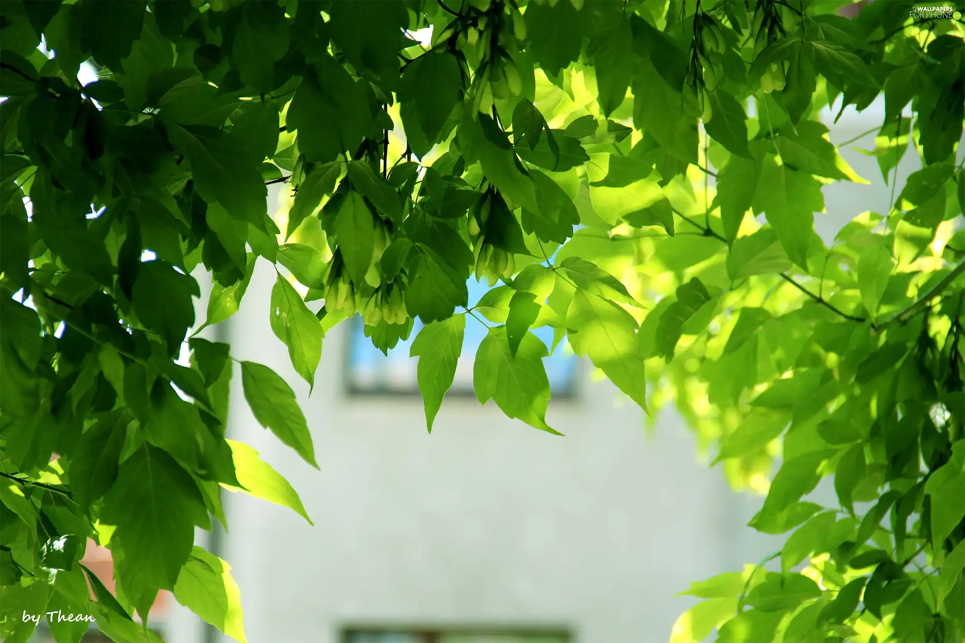 green ones, Leaf