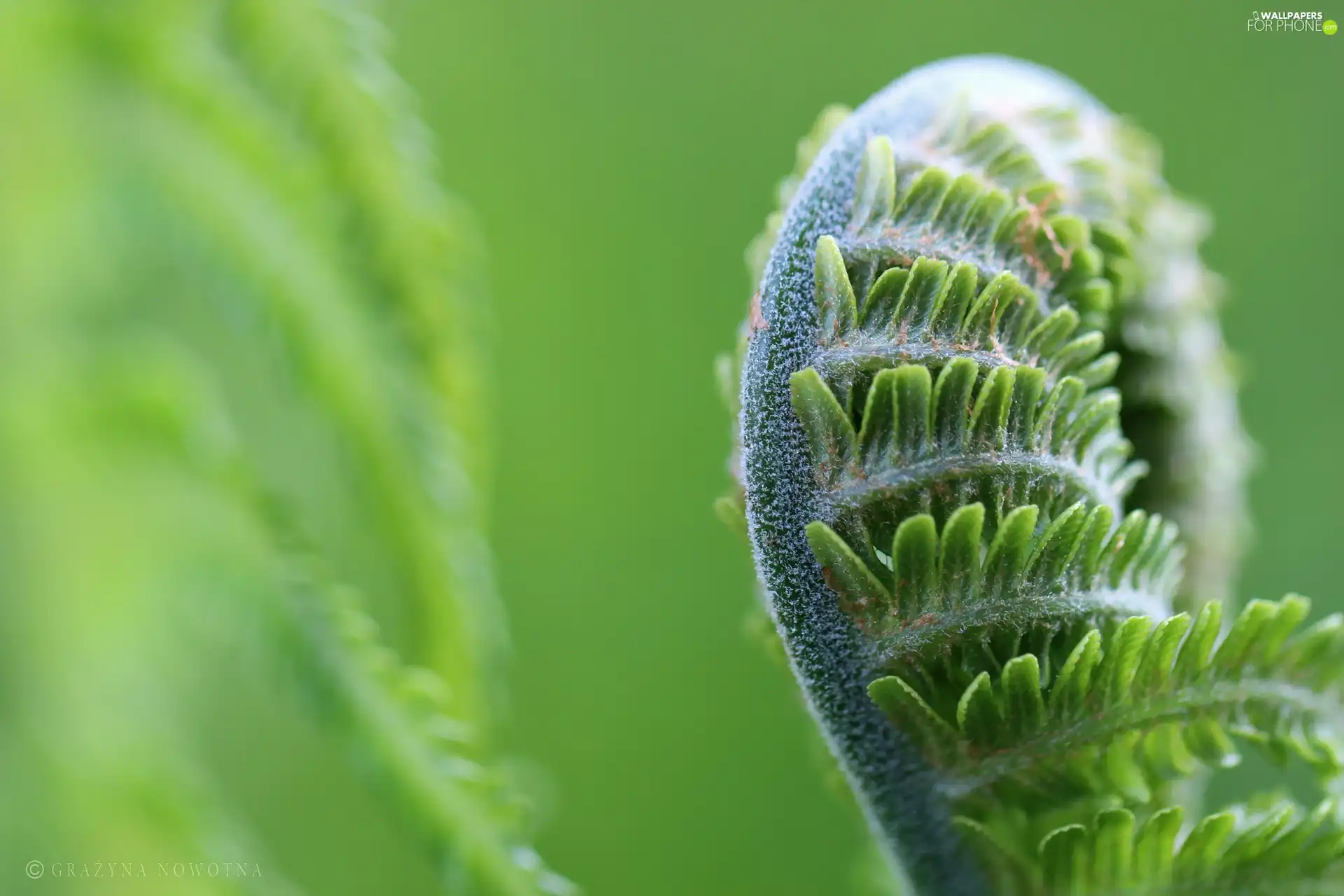 green ones, Leaf