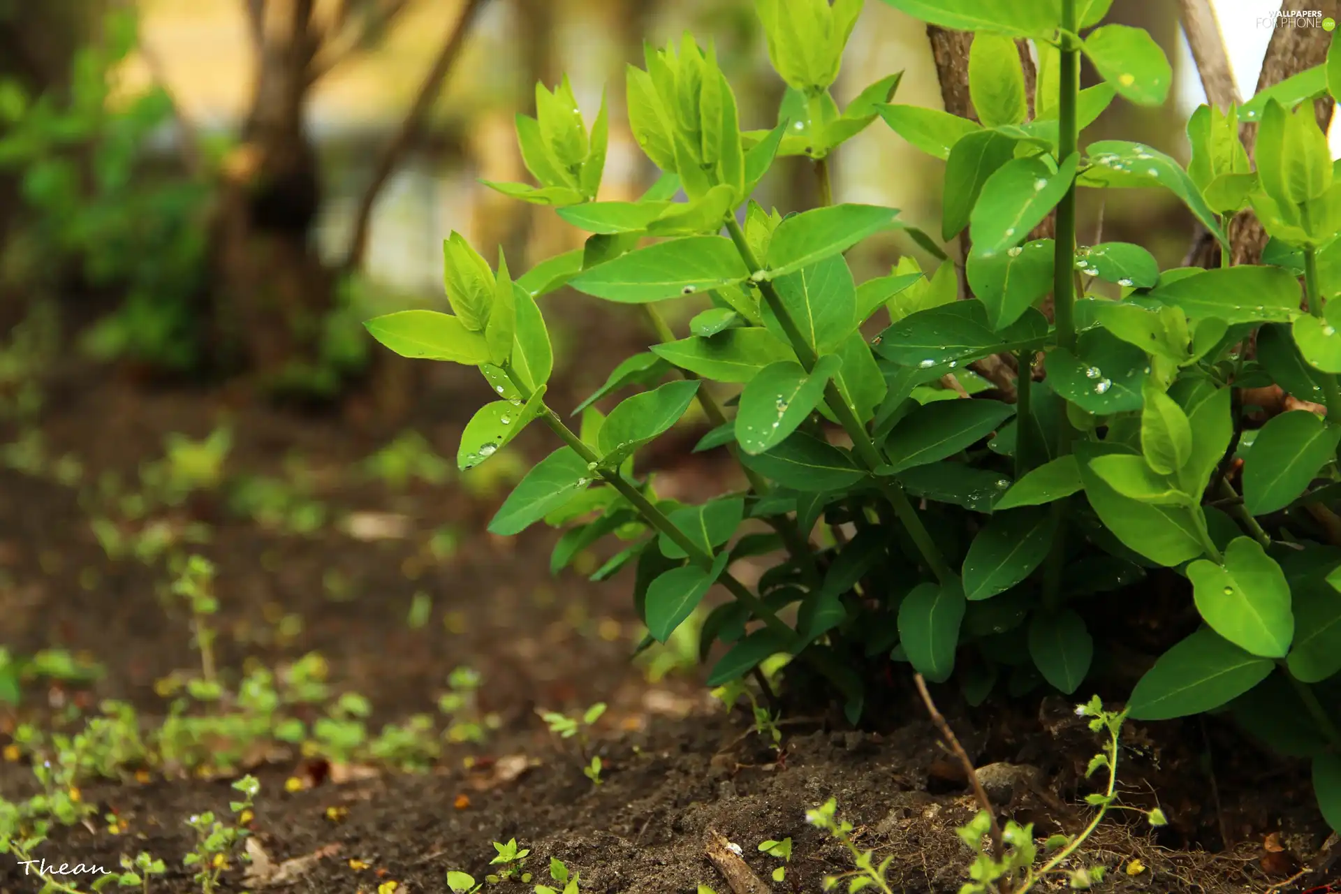 Leaf, Plants, green ones