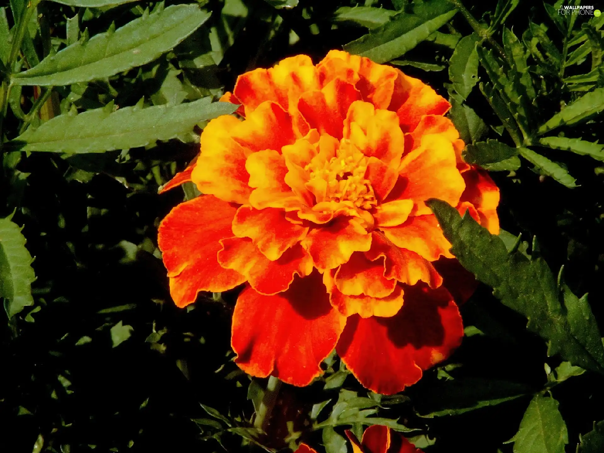 Leaf, Tagetes, green ones