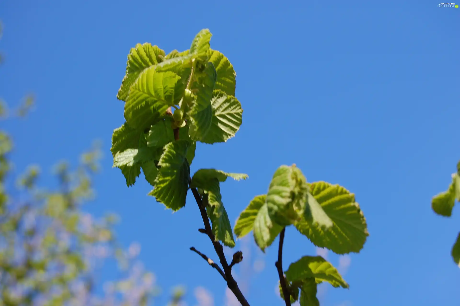 Leaf, twig, green ones