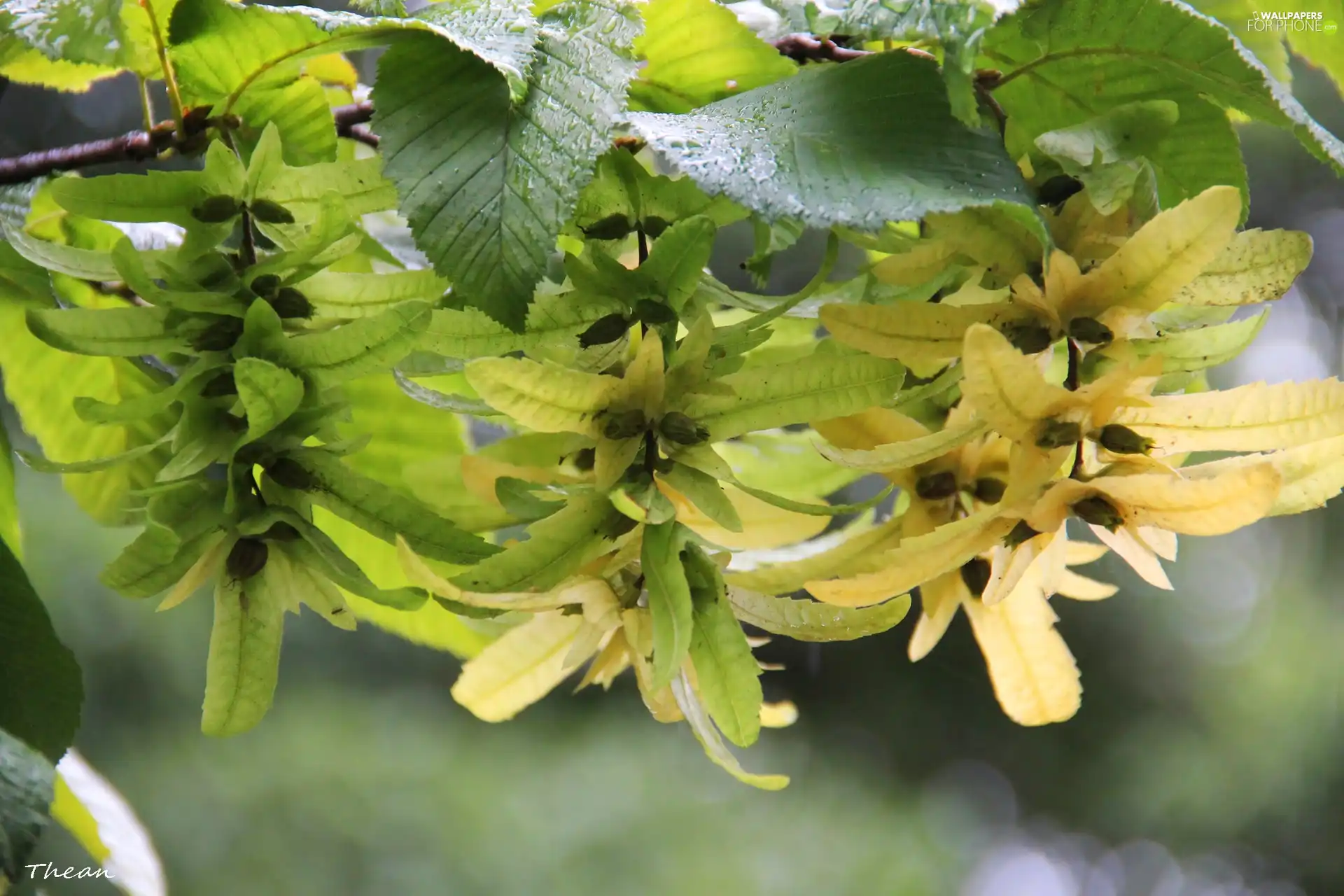 Leaf, yellow, green ones