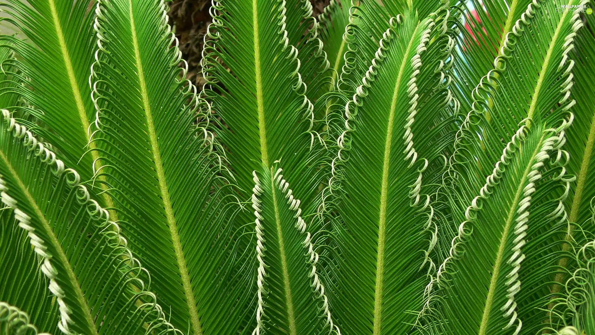 green, plant, Leaf