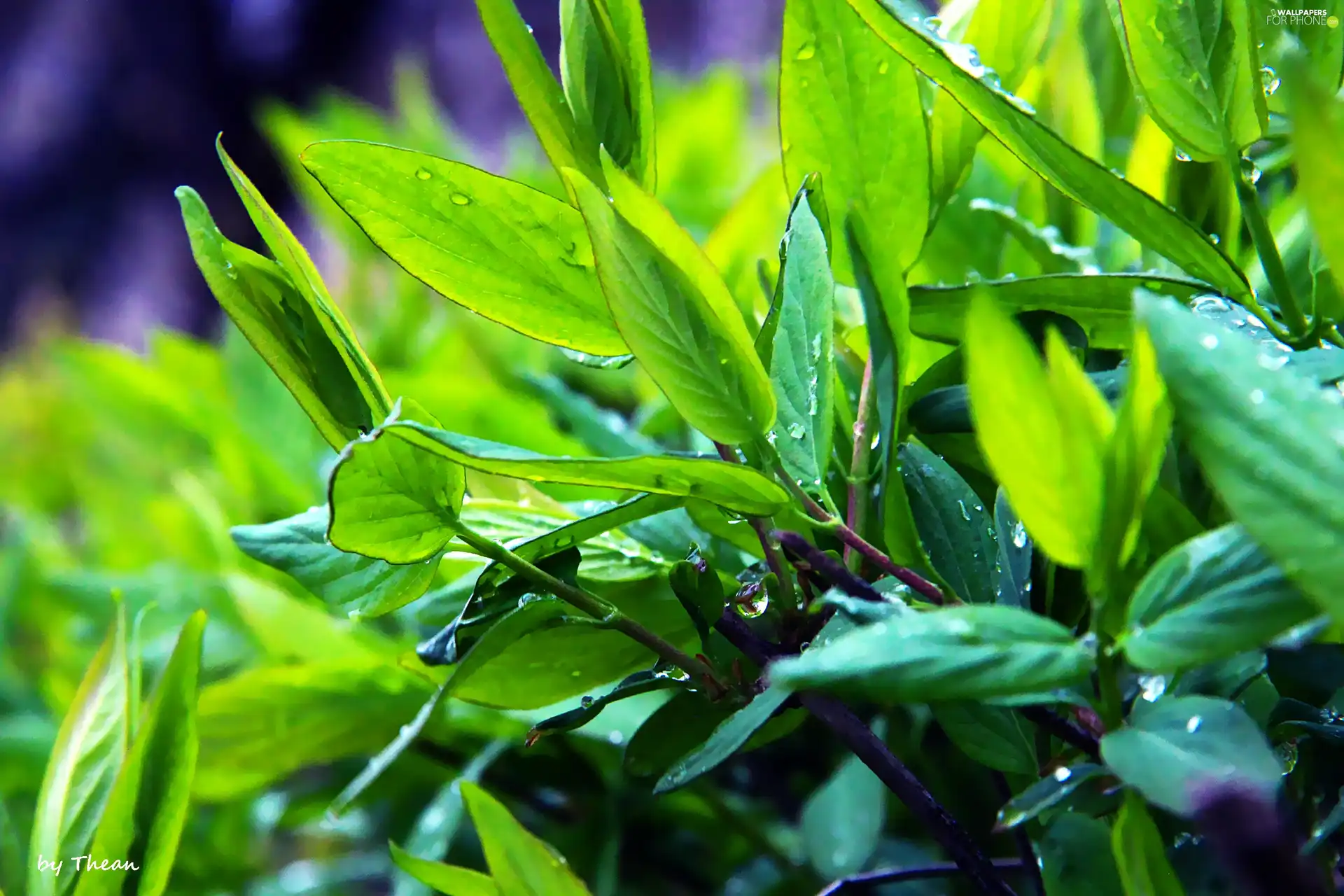 green, wet, Leaf