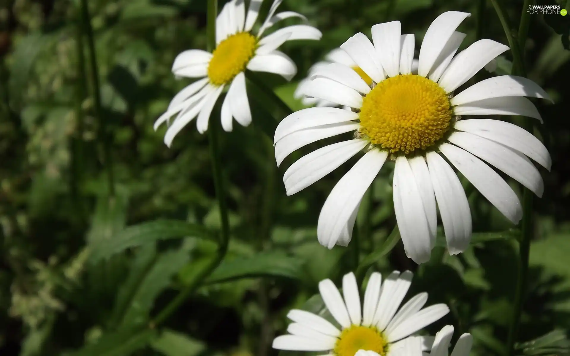 leaves, Daisy, green ones