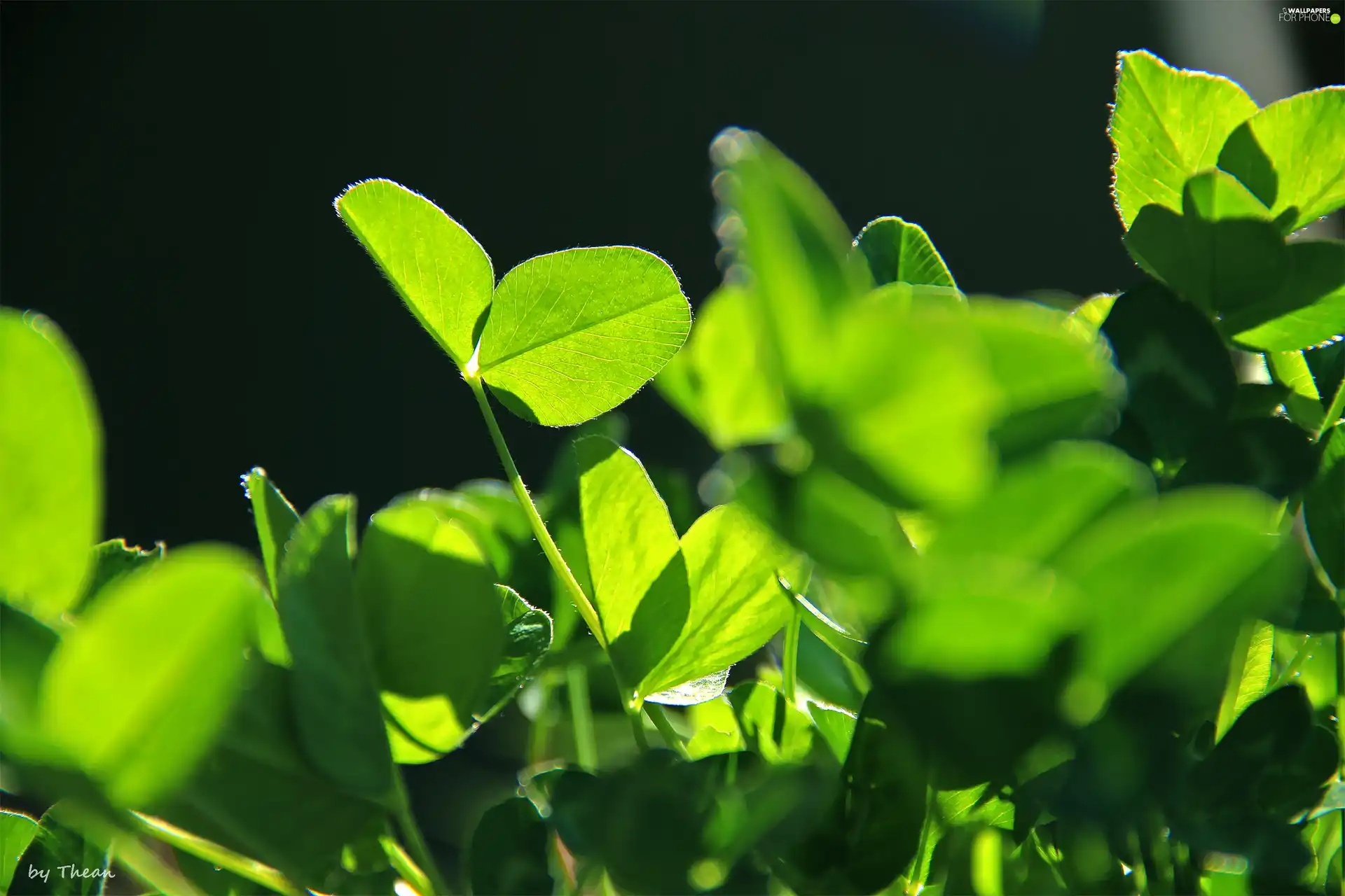 leaves, trefoil, green ones