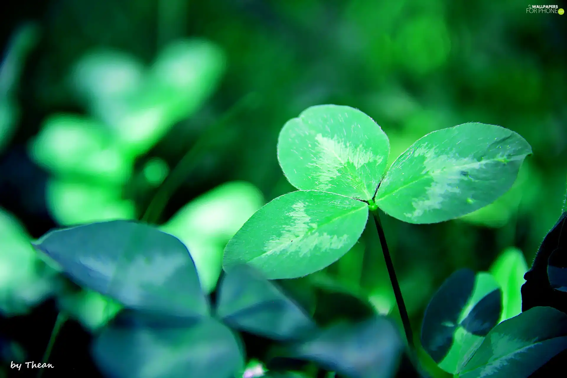 leaves, trefoil, green ones