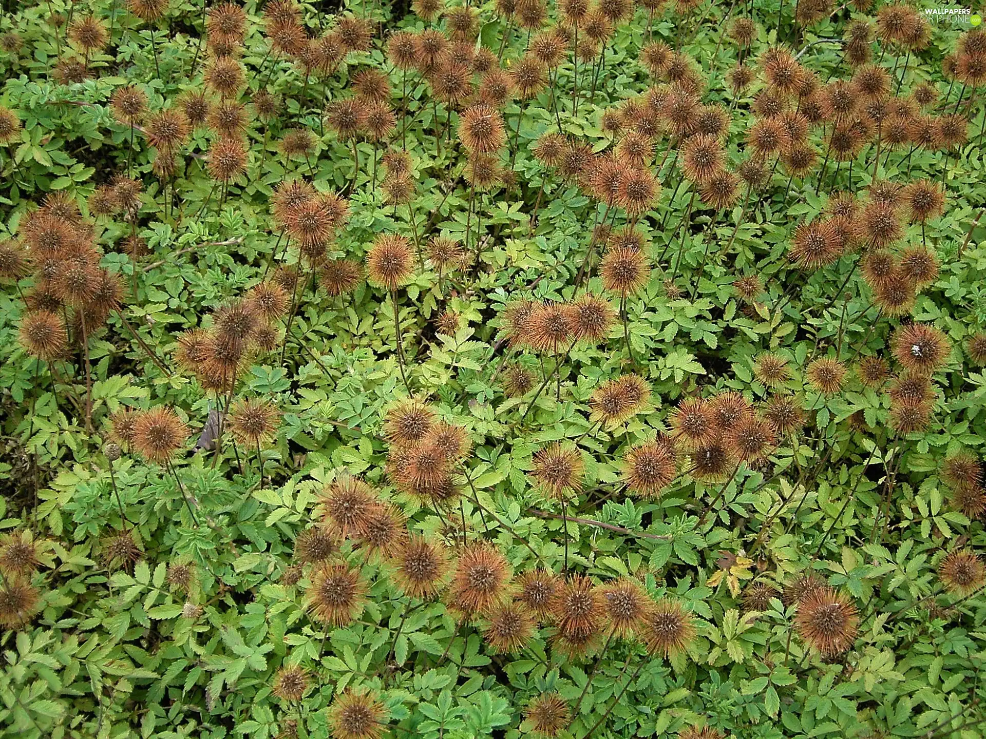 green ones, leaves