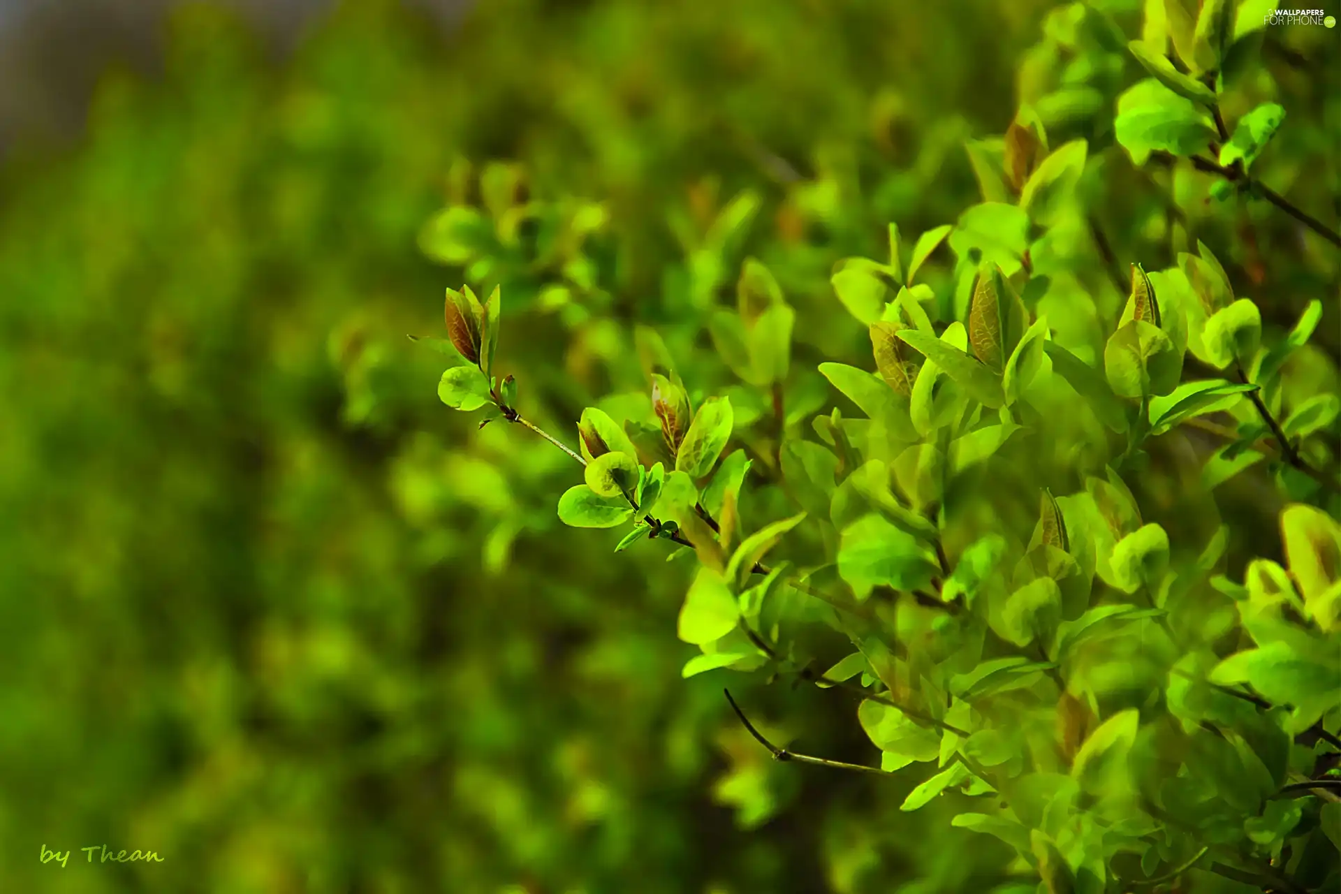 green, young, leaves