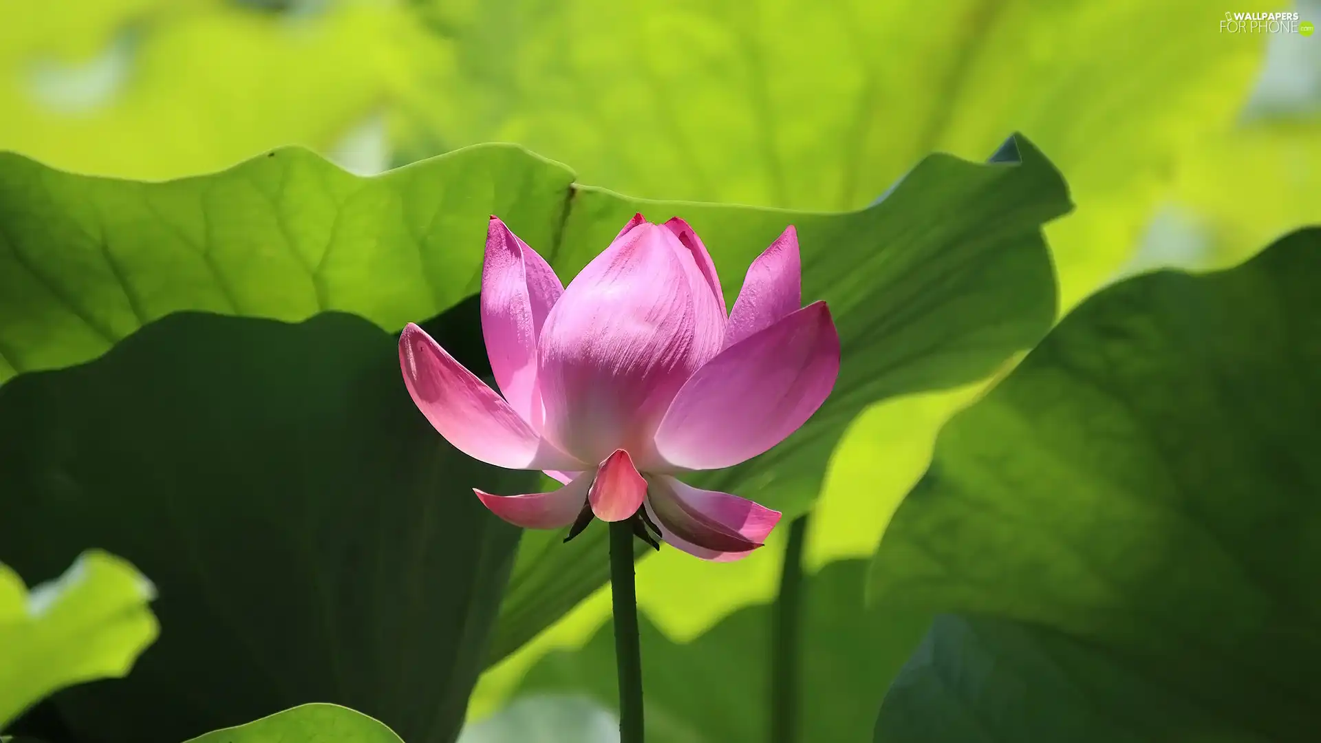 Colourfull Flowers, Leaf, green ones, lotus