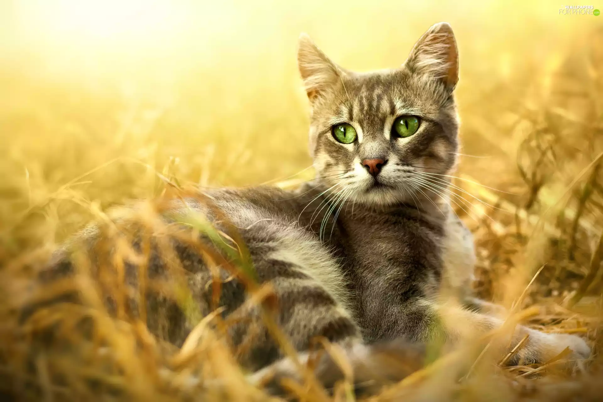 Eyes, grass, cat, green ones, lying