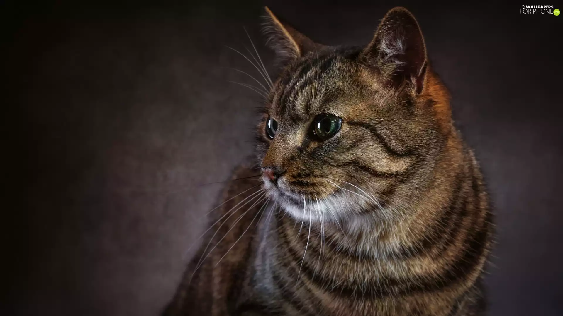 dun, green ones, Eyes, cat