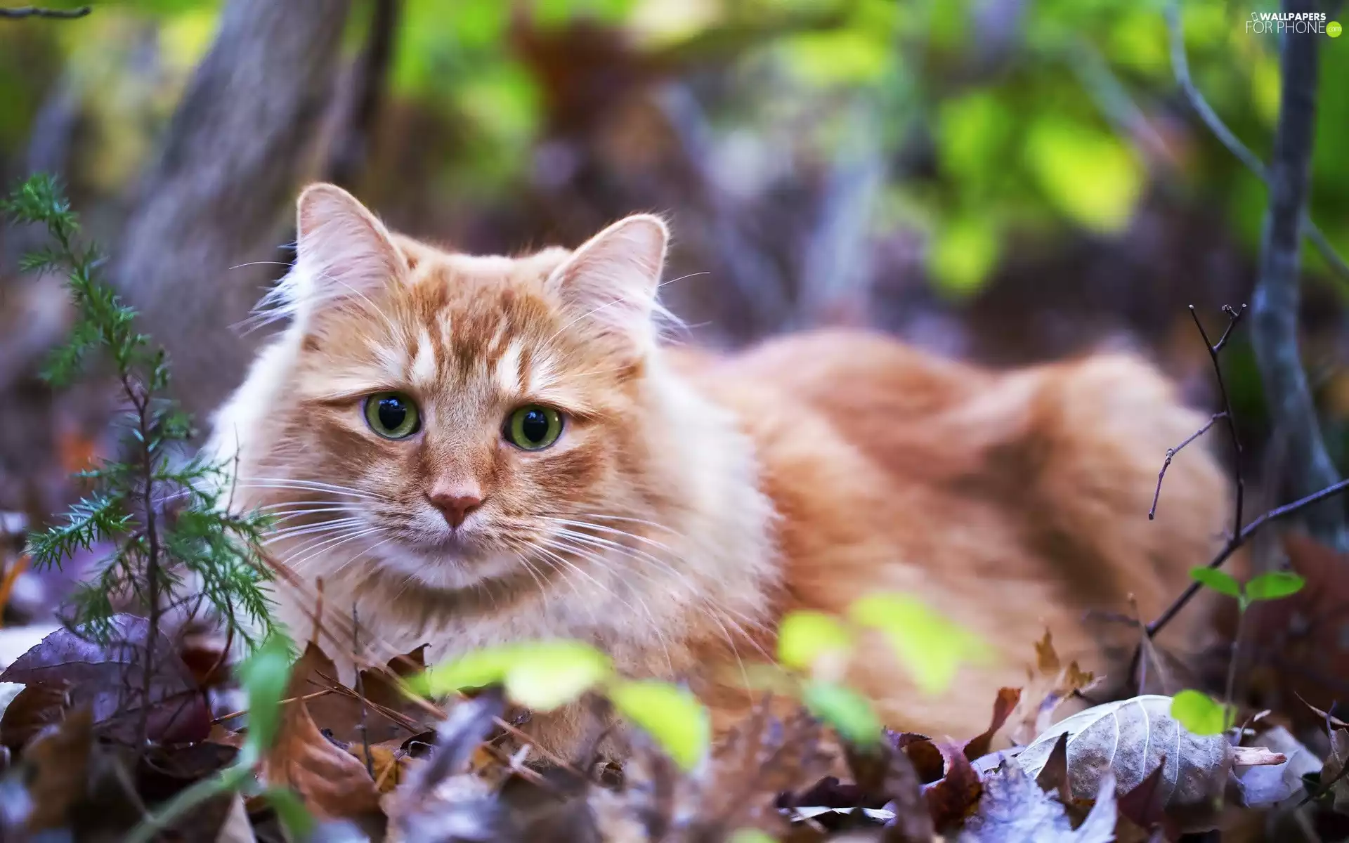 kitten, green ones, Leaf, Eyes