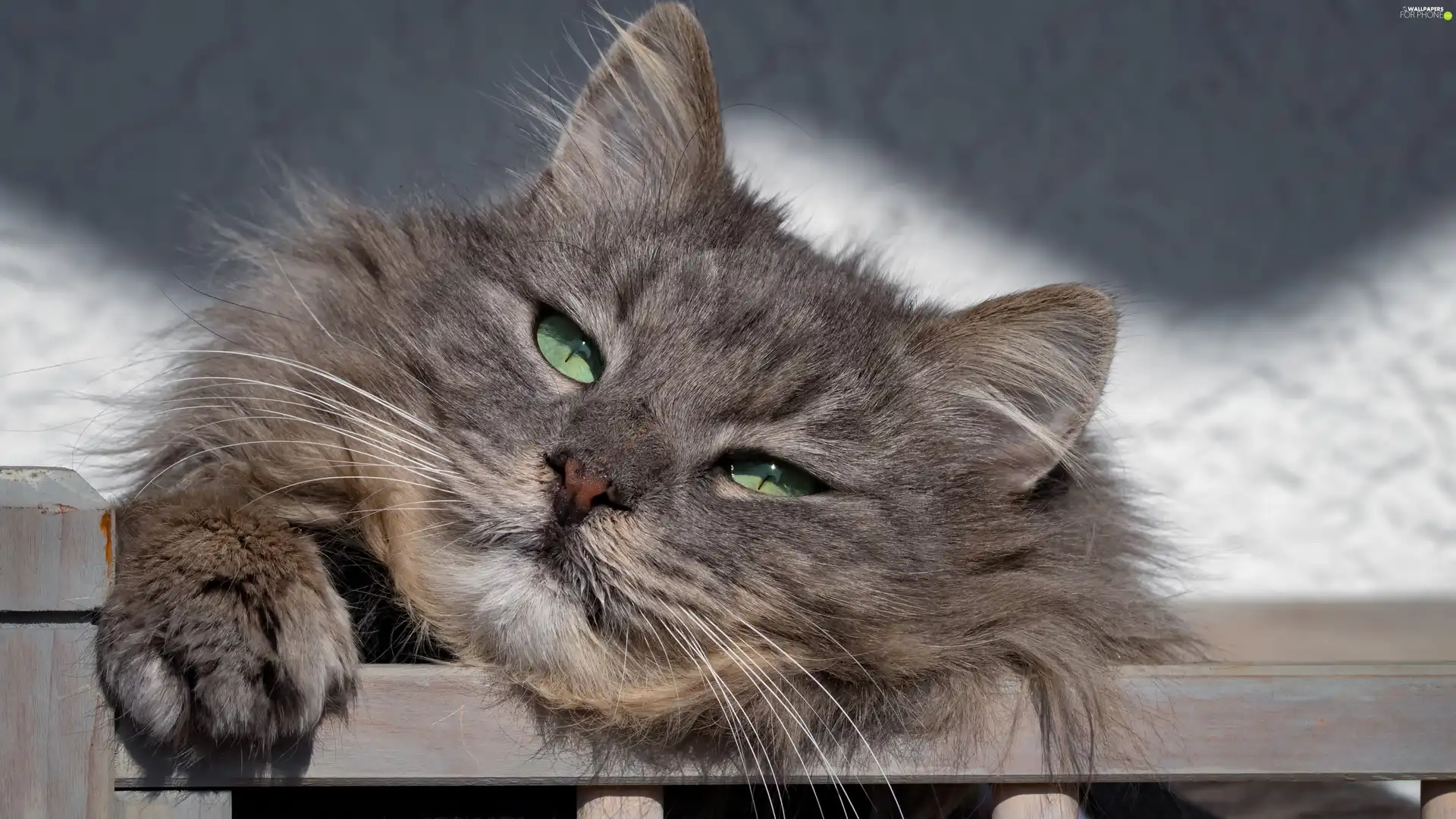 cat, green ones, Eyes, Longhaired