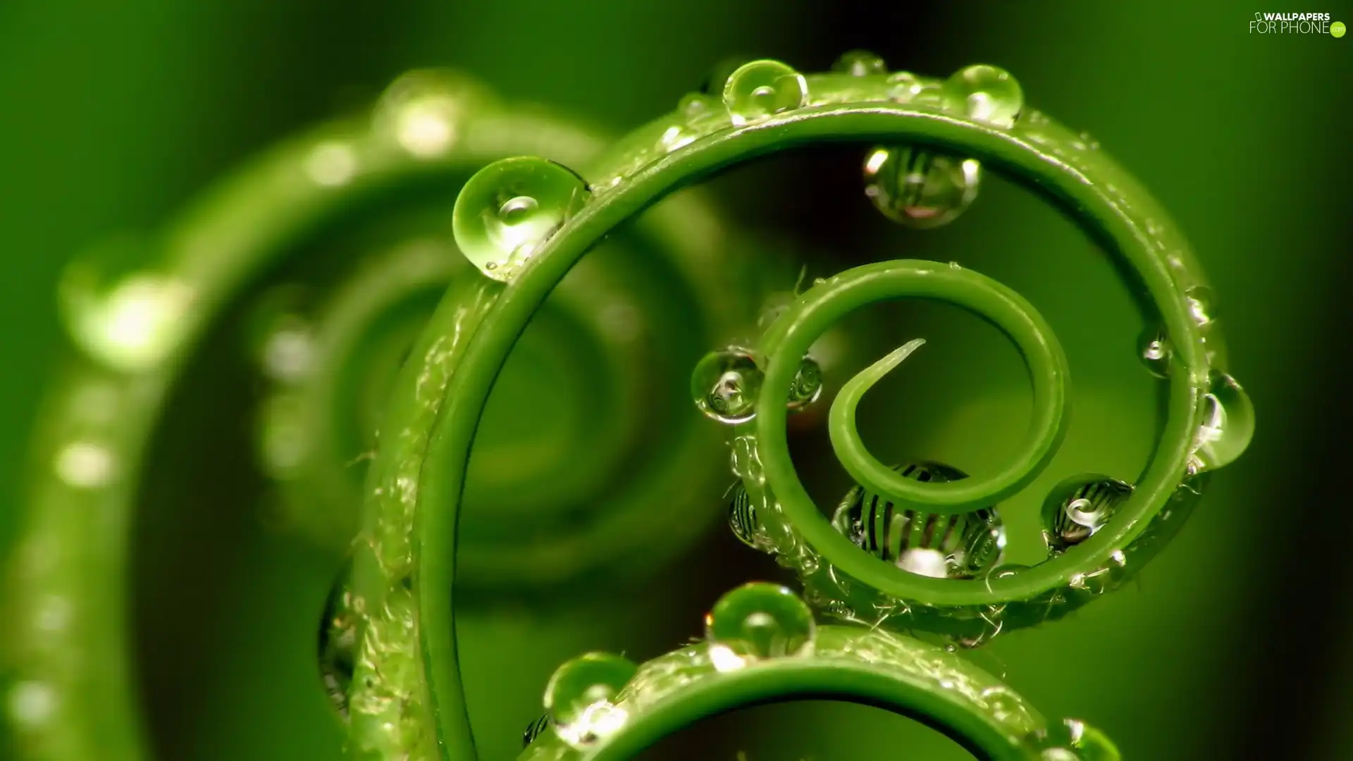 plant, water, green, drops