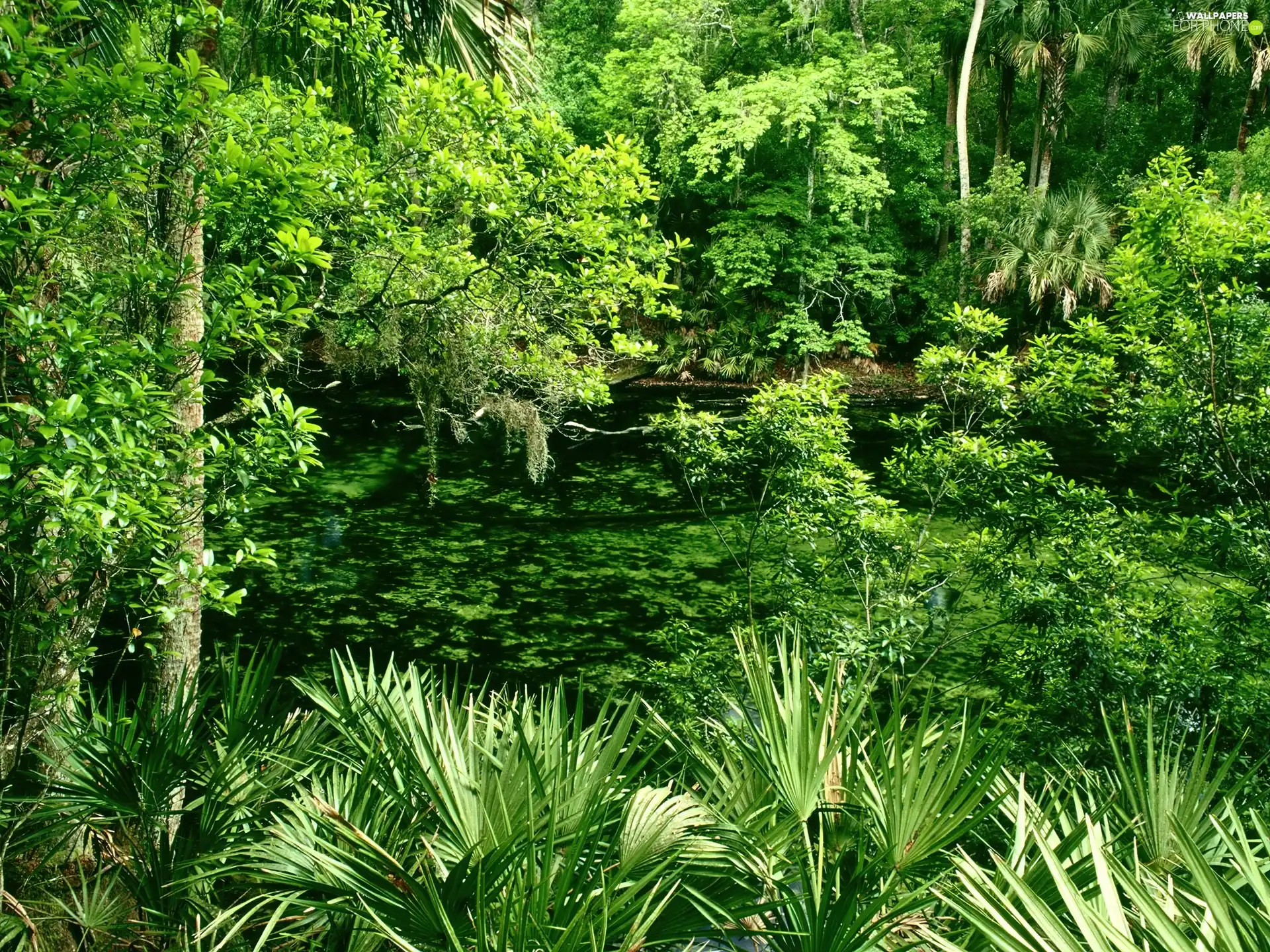 green ones, spring, viewes, Bush, trees, forest