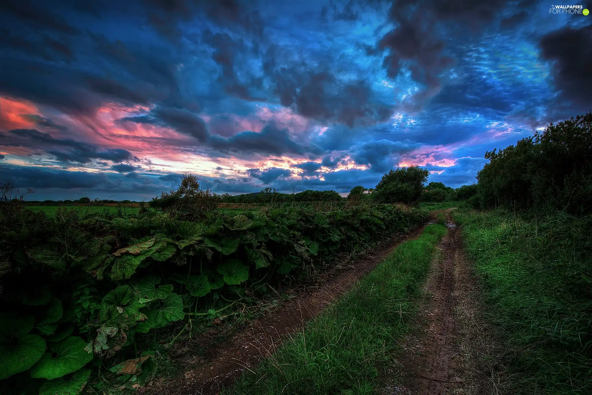 green, Clouds, Way