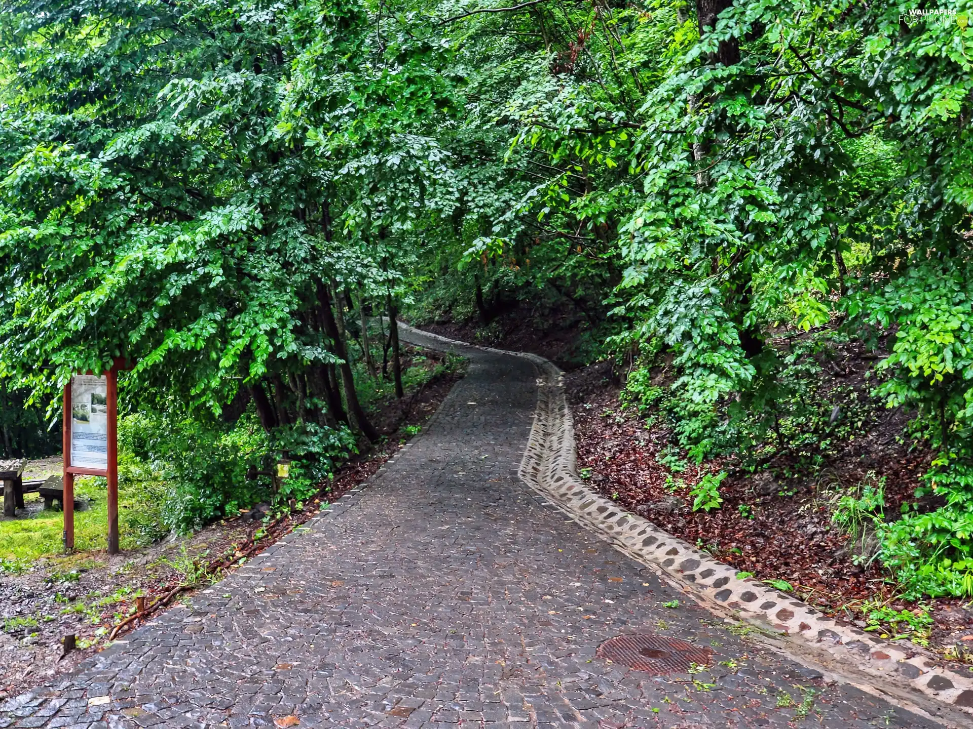 green, forest, Way