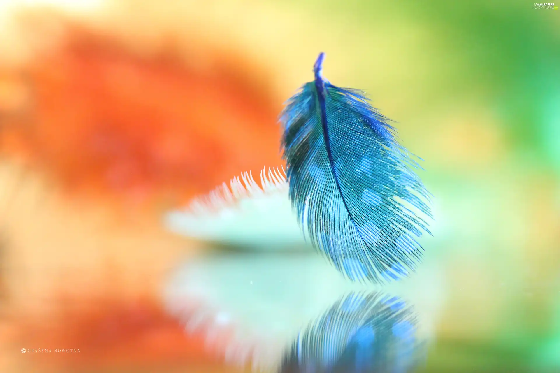Blue, Close, Guinea Fowl, feather
