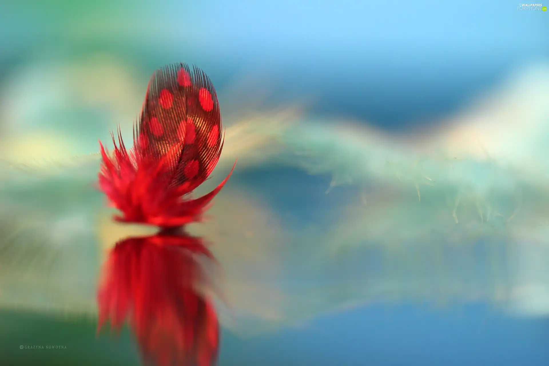 Red, Close, Guinea Fowl, feather