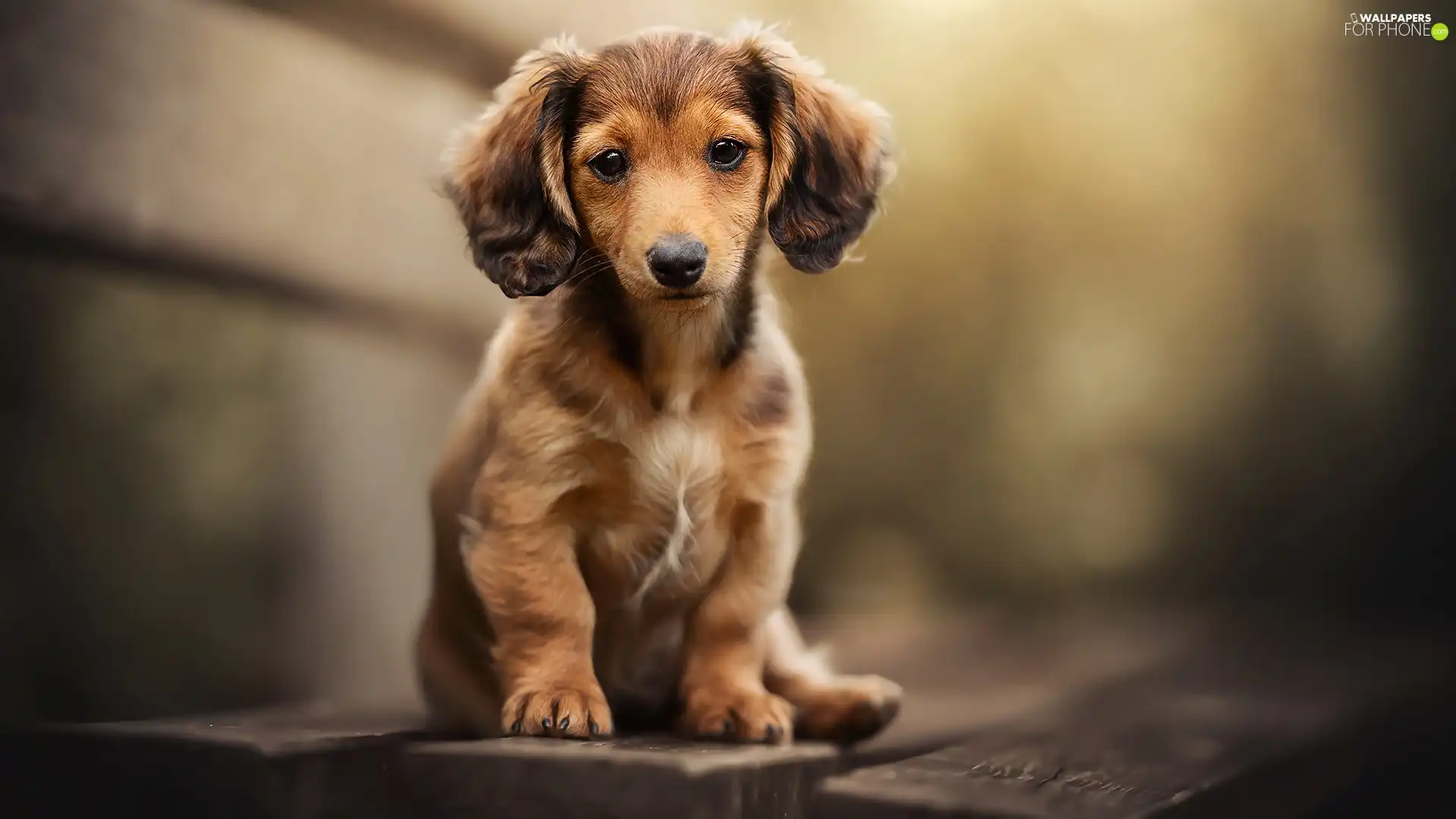 long-haired Dachshund, Puppy, Brown