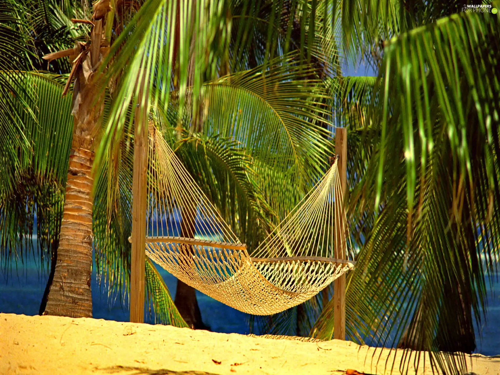 Hammock, Palms, Beaches