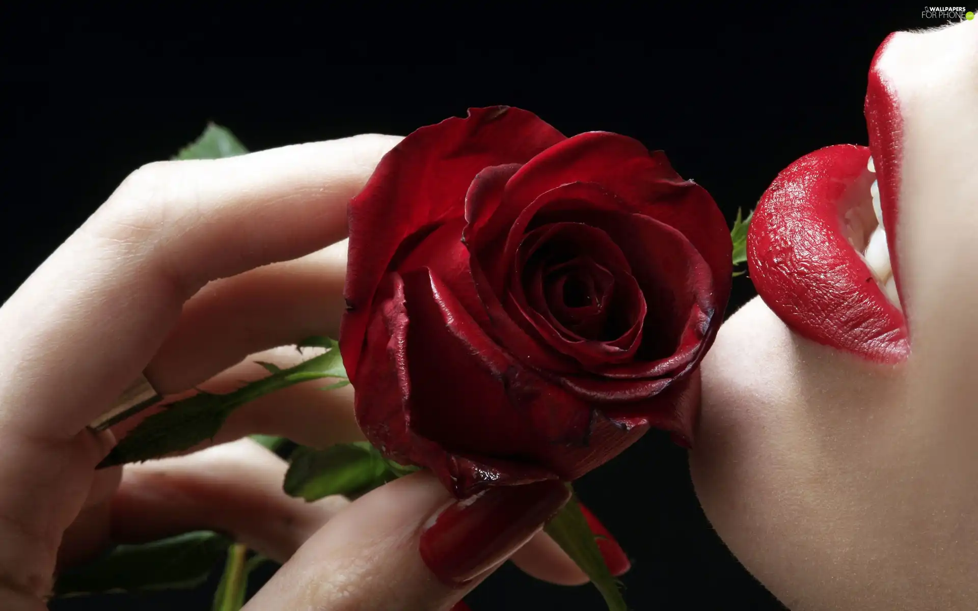 hand, rose, lips