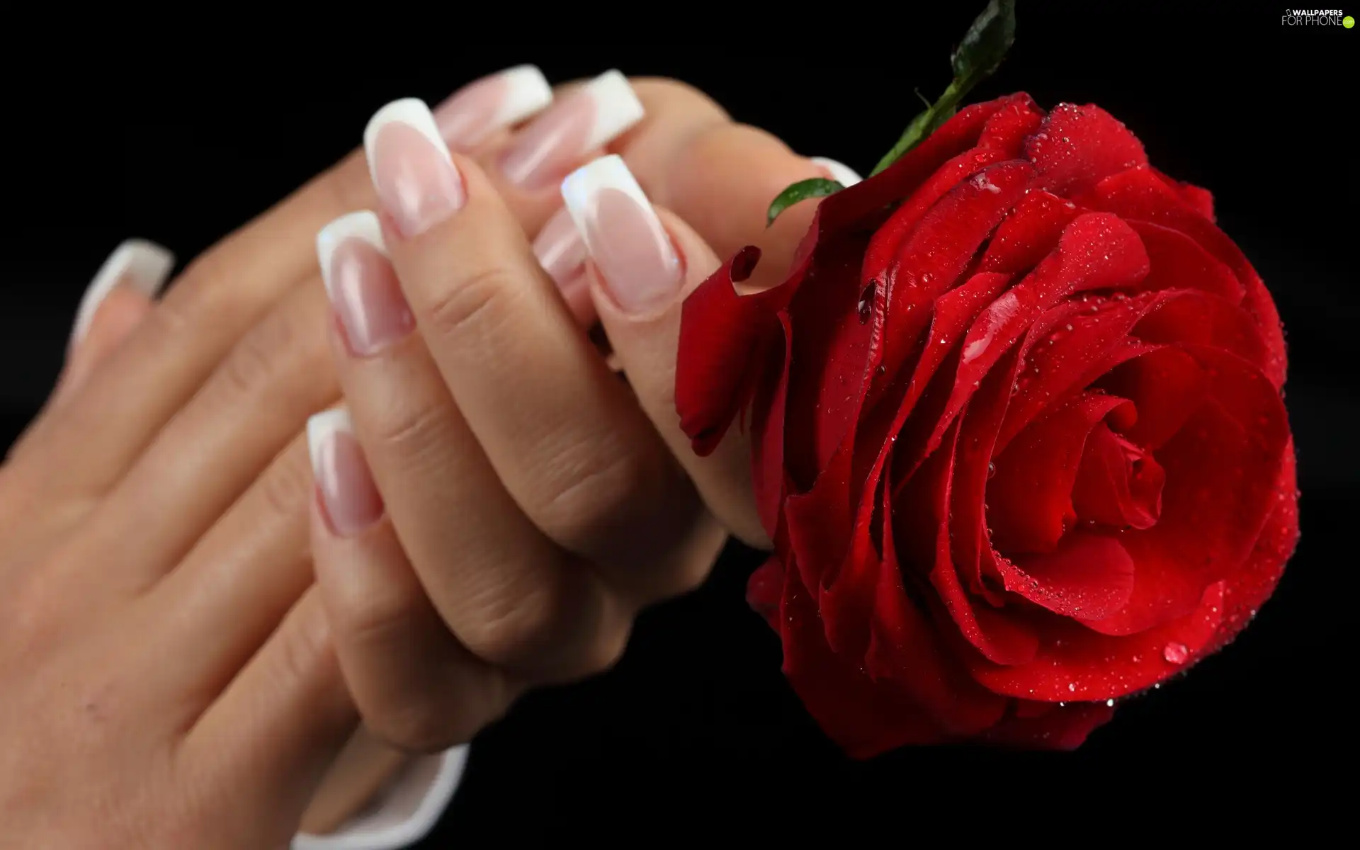 rose, hands