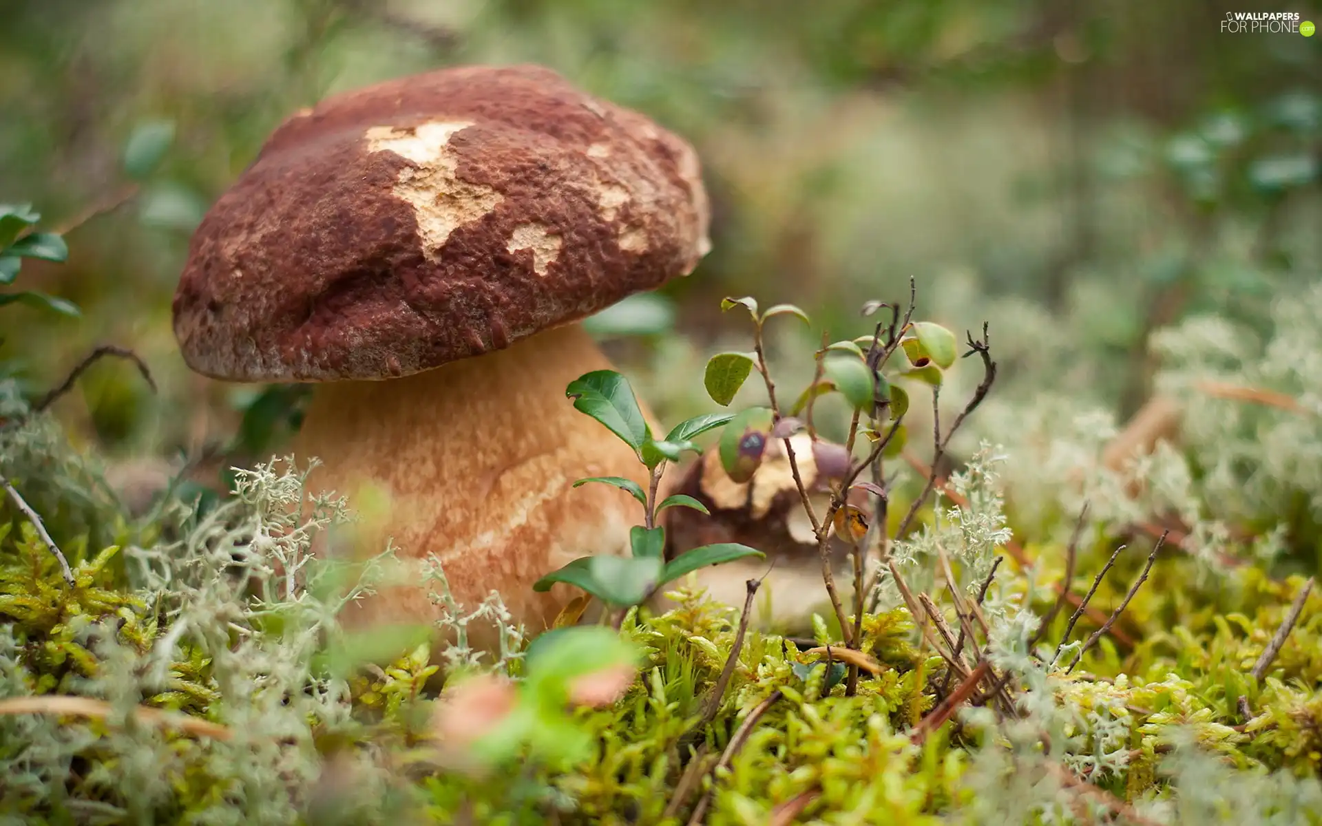 Hat, boletus, Bitten