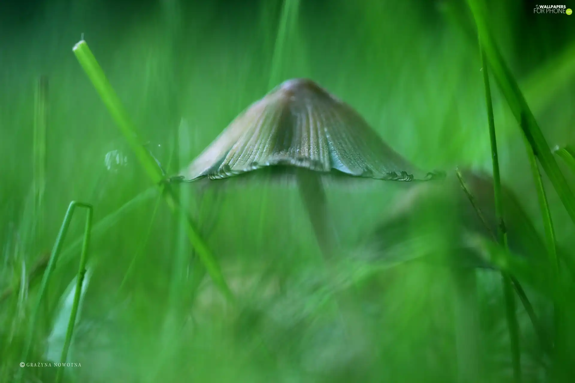 Hat, Mushrooms, grass