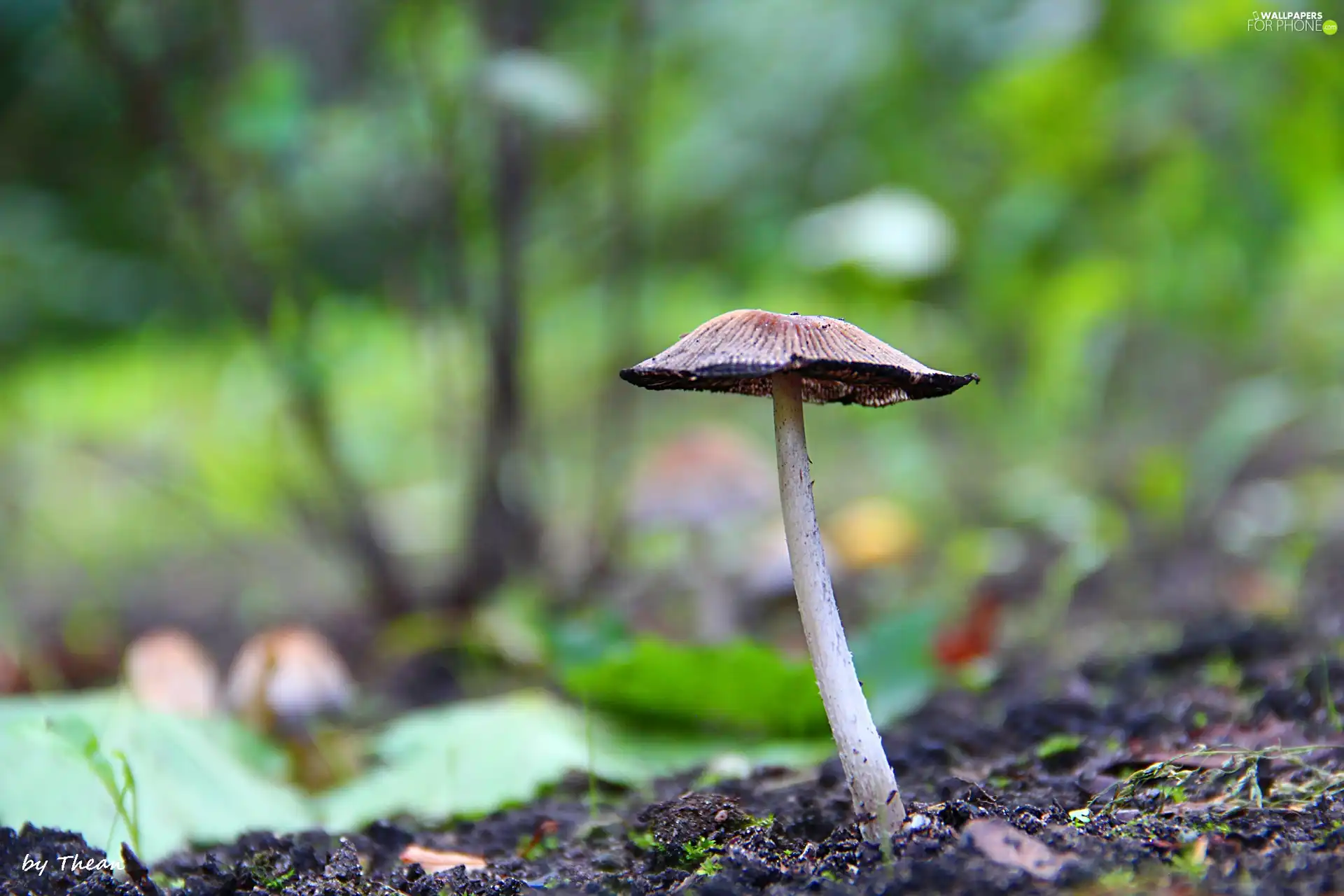 Hat, mushroom, handle