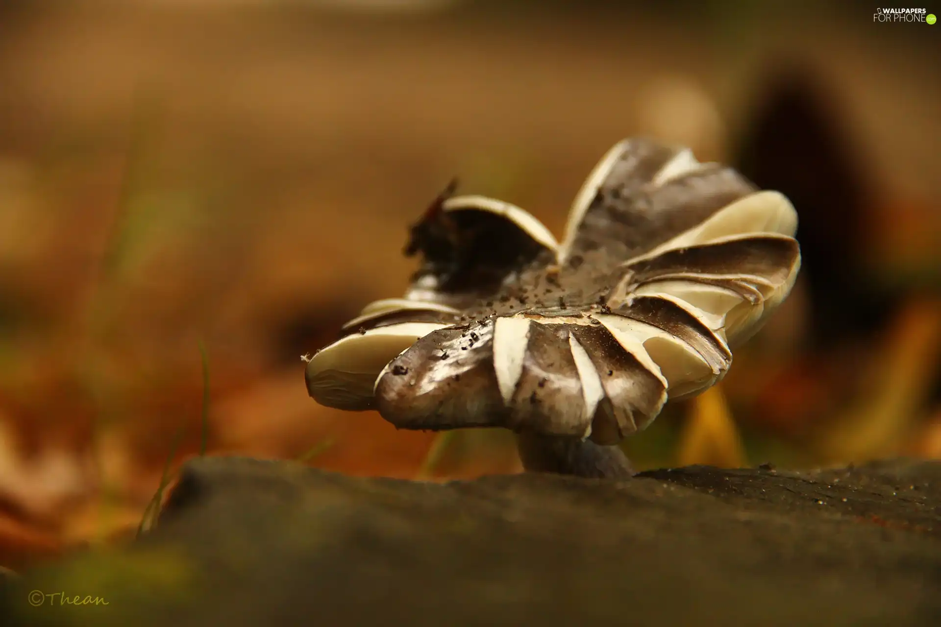 Mushrooms, Hat