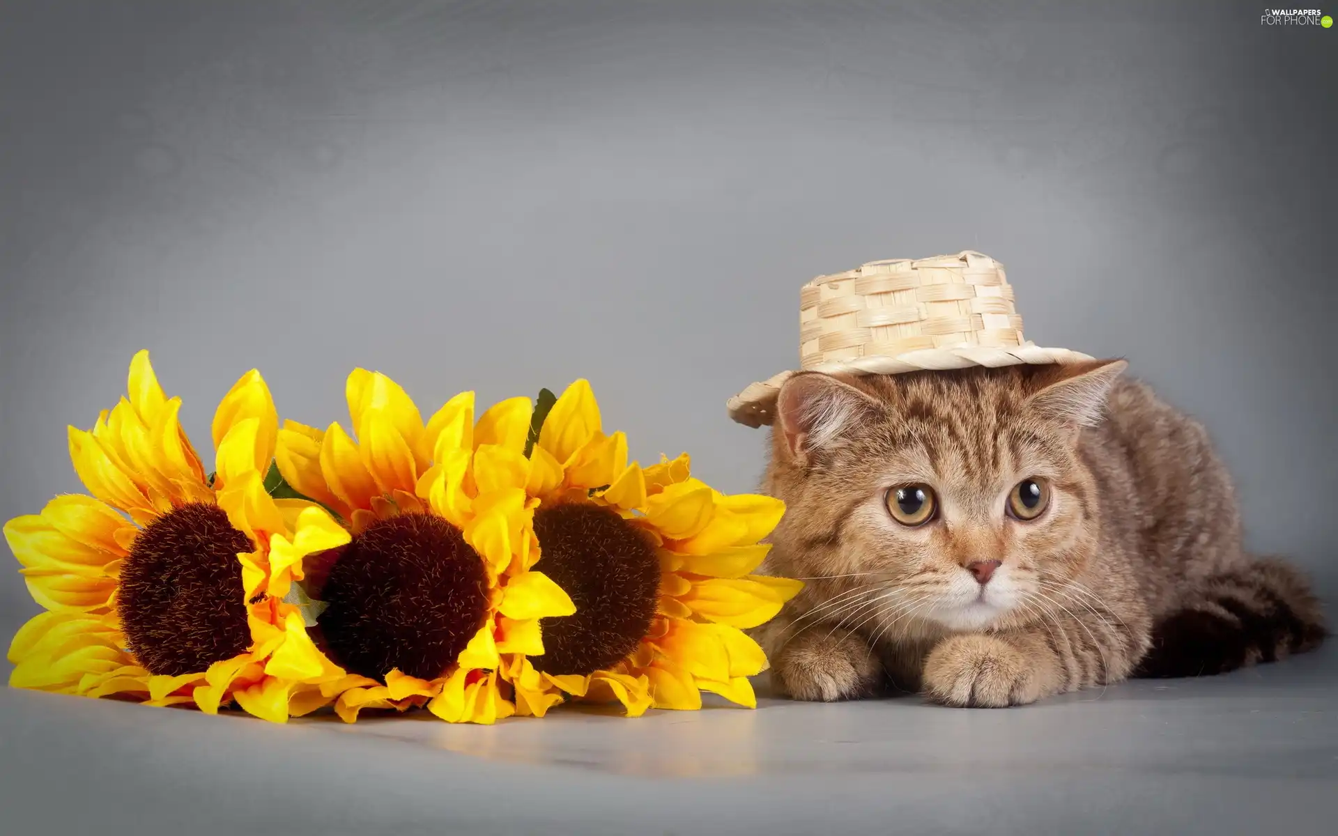 Nice sunflowers, kitten, Hat