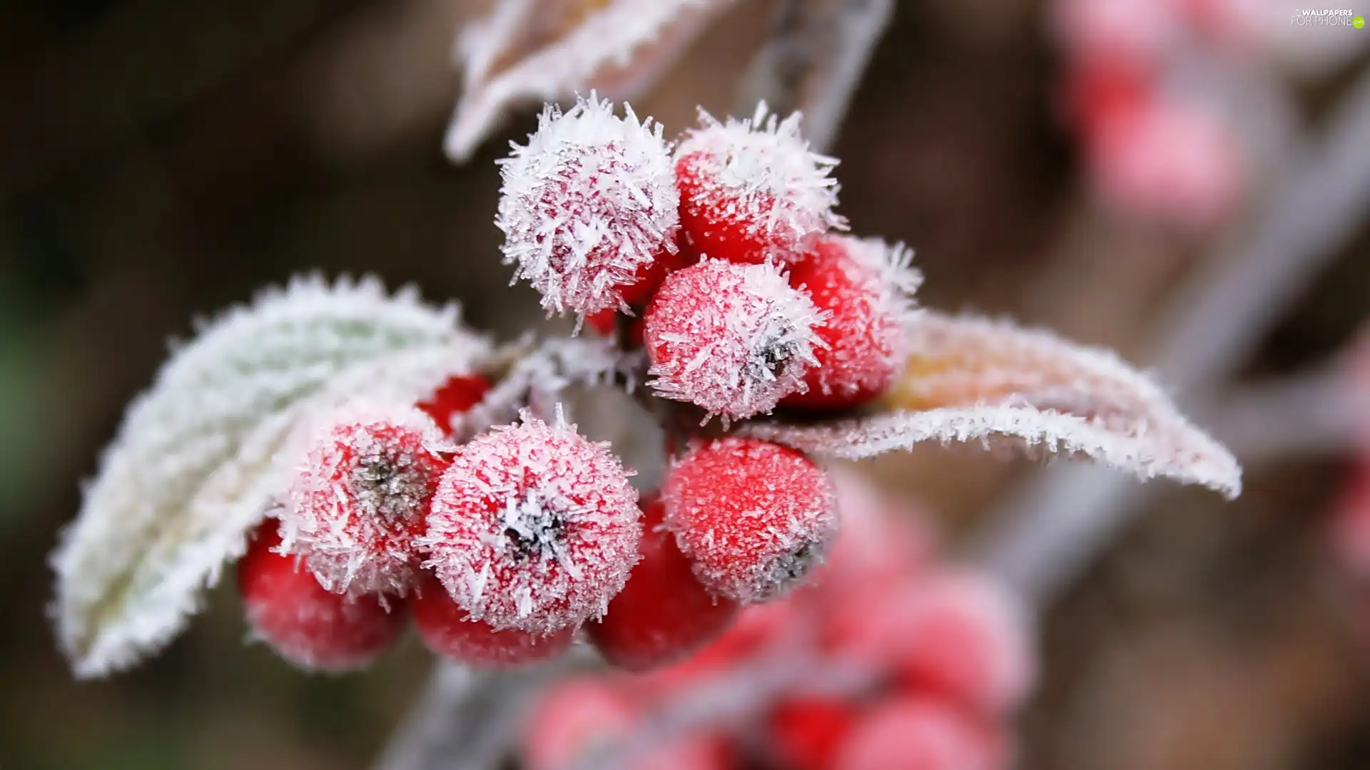 haw, frozen, plant