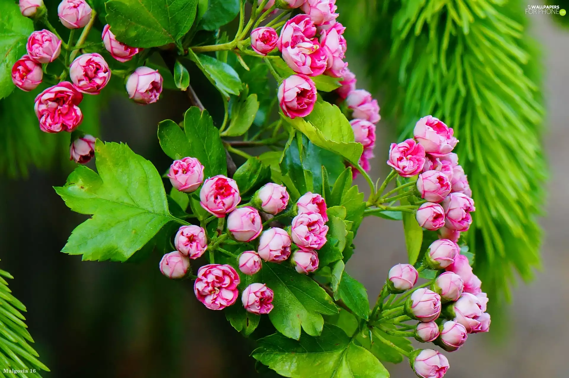 haw, Blossoming, twig