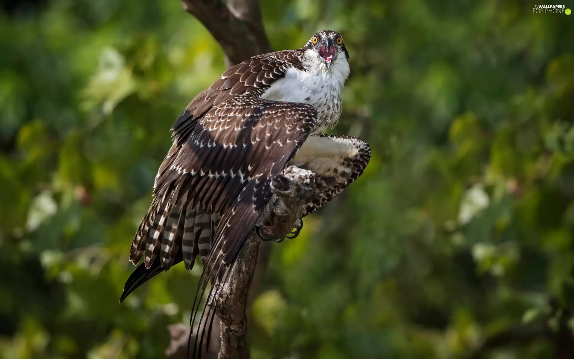 branch, Bird, Sea Hawk