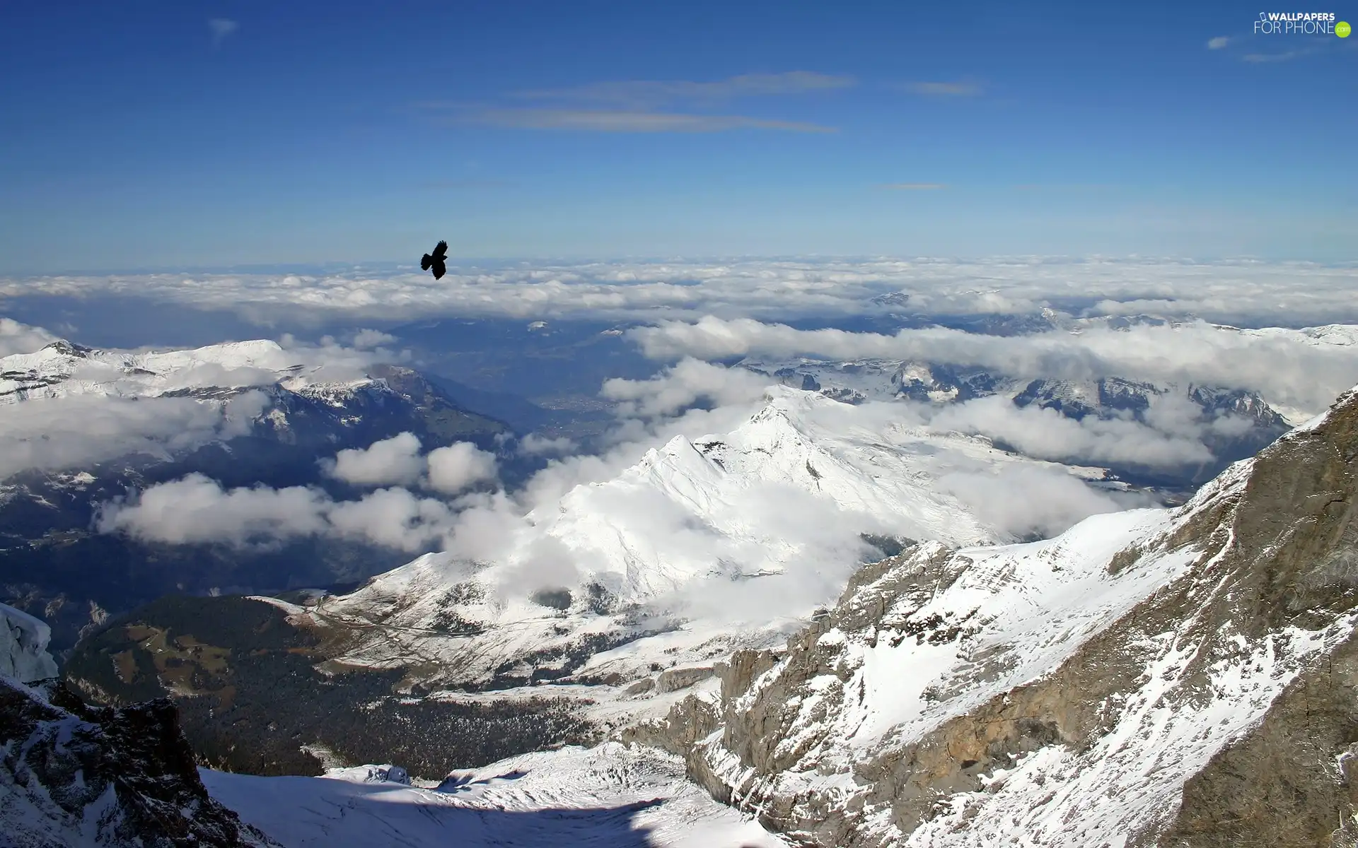 winter, Mountains, hawk, snow