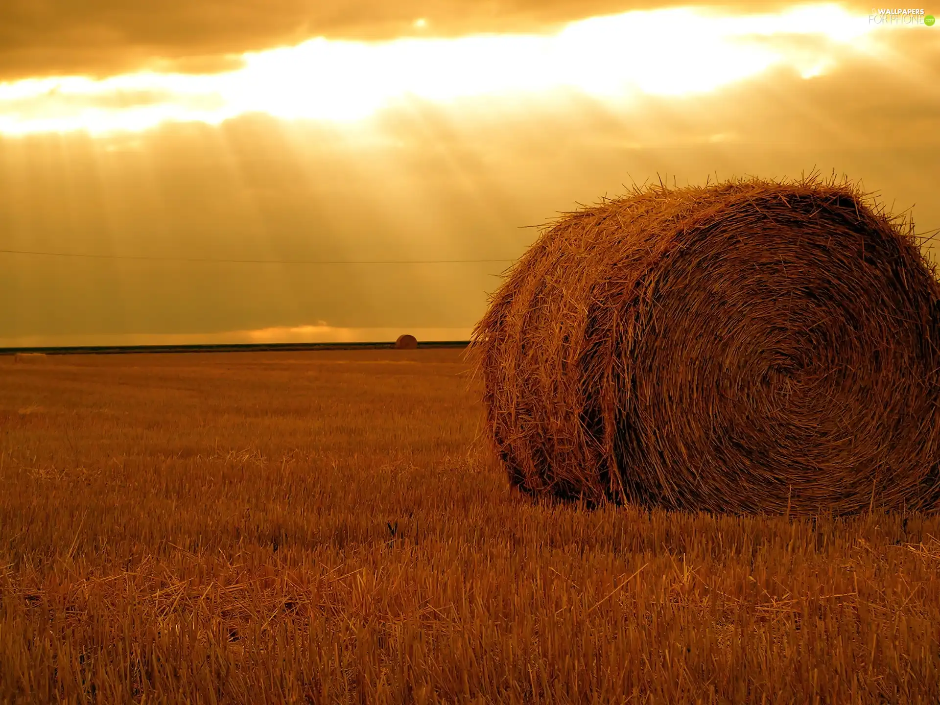 hay, Field, bunch