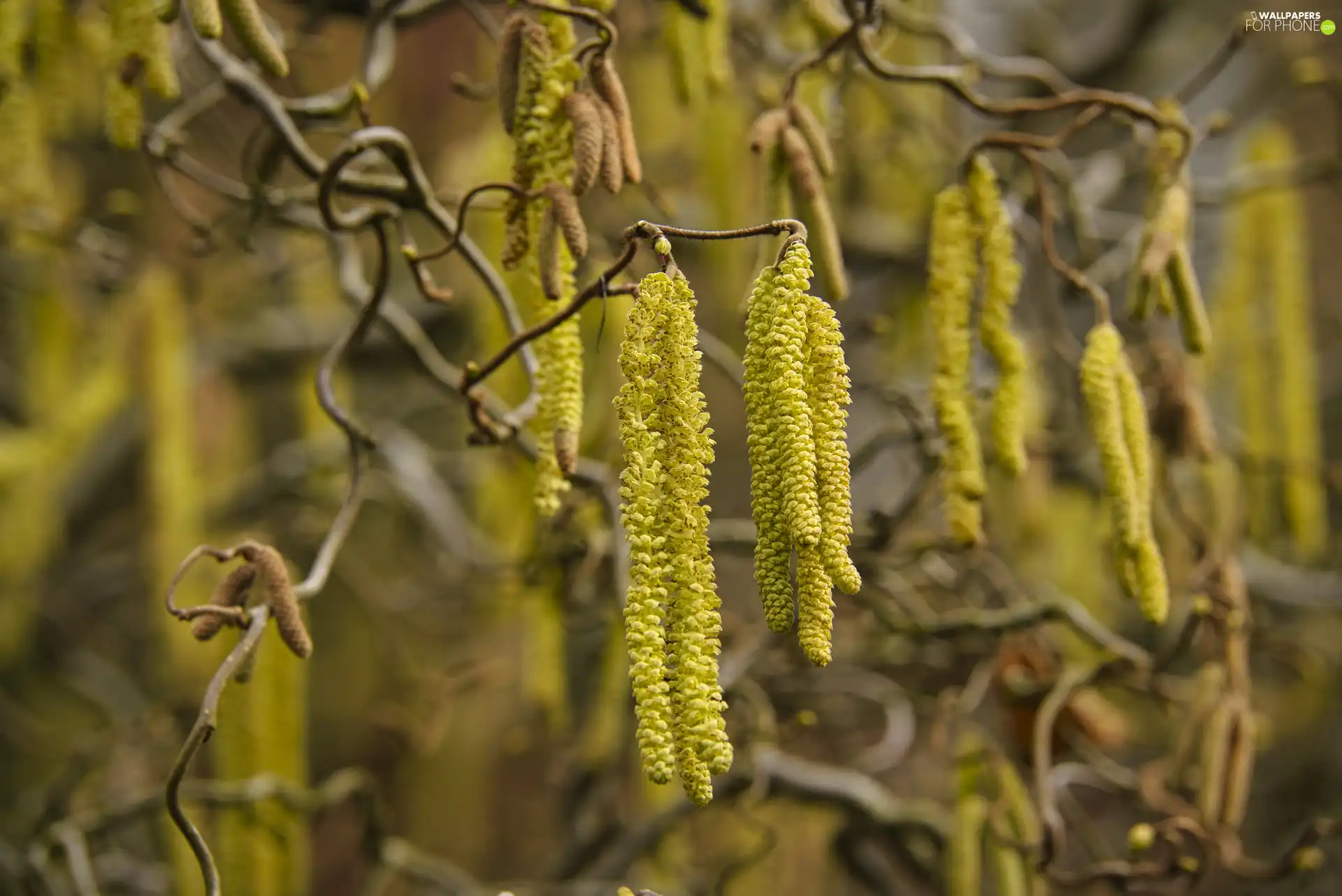 hazel, trees, branch