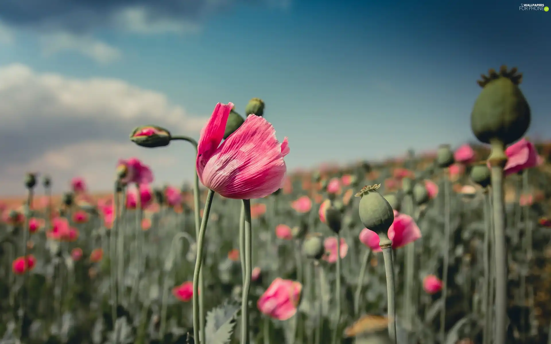 papavers, poppy-head